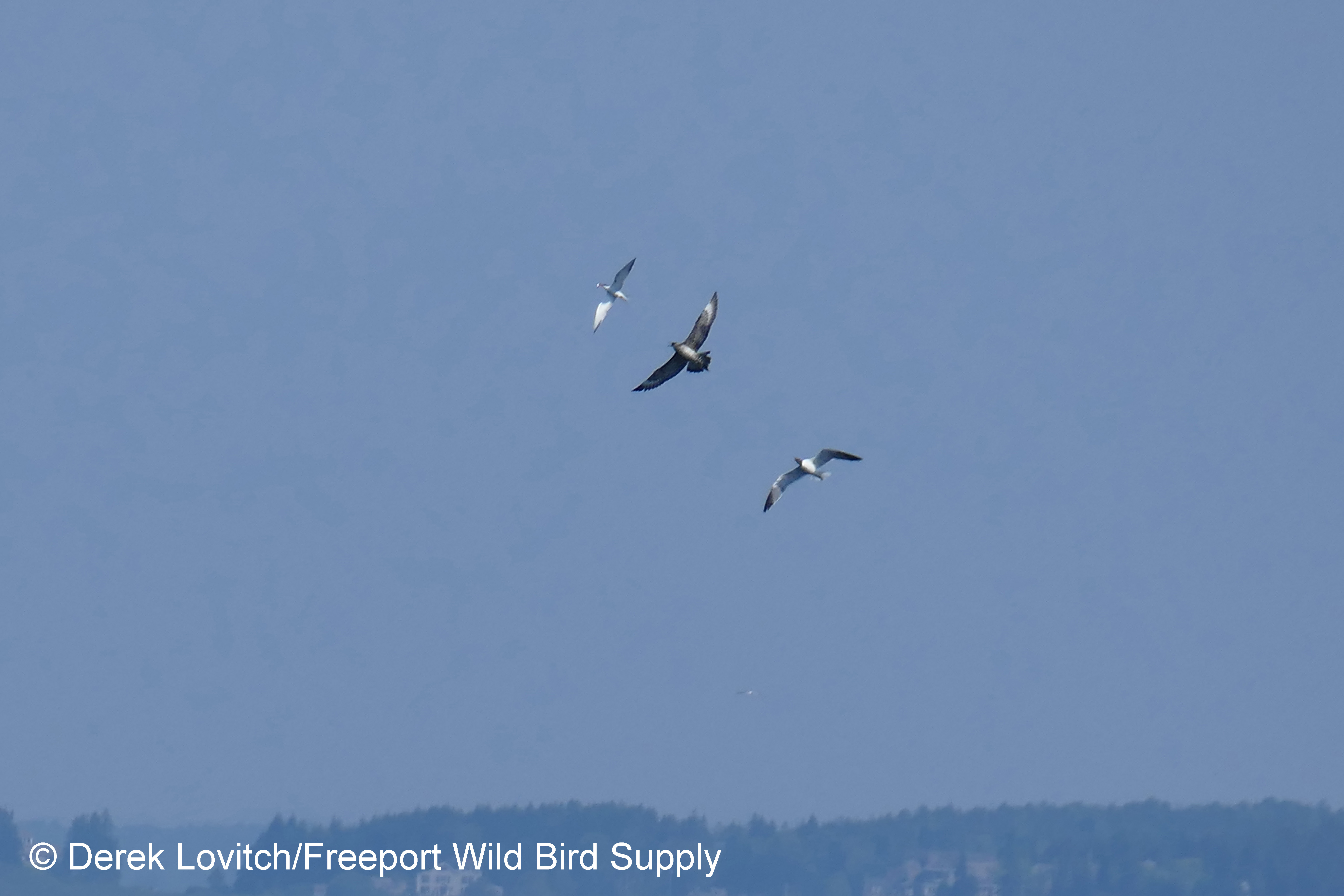 PAJA1,8-11-17_edited-1