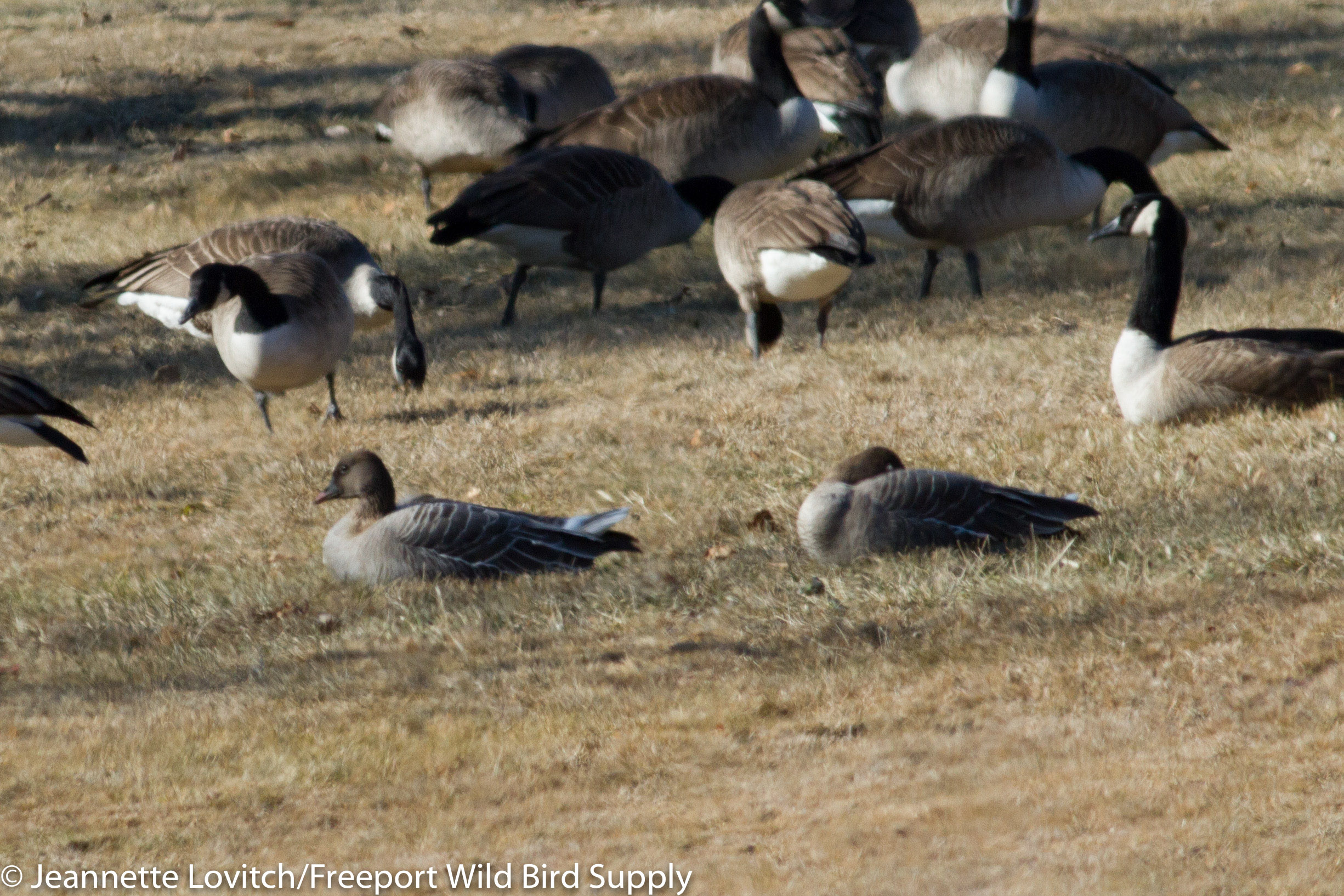 PFGO,Samoset,1-30-17