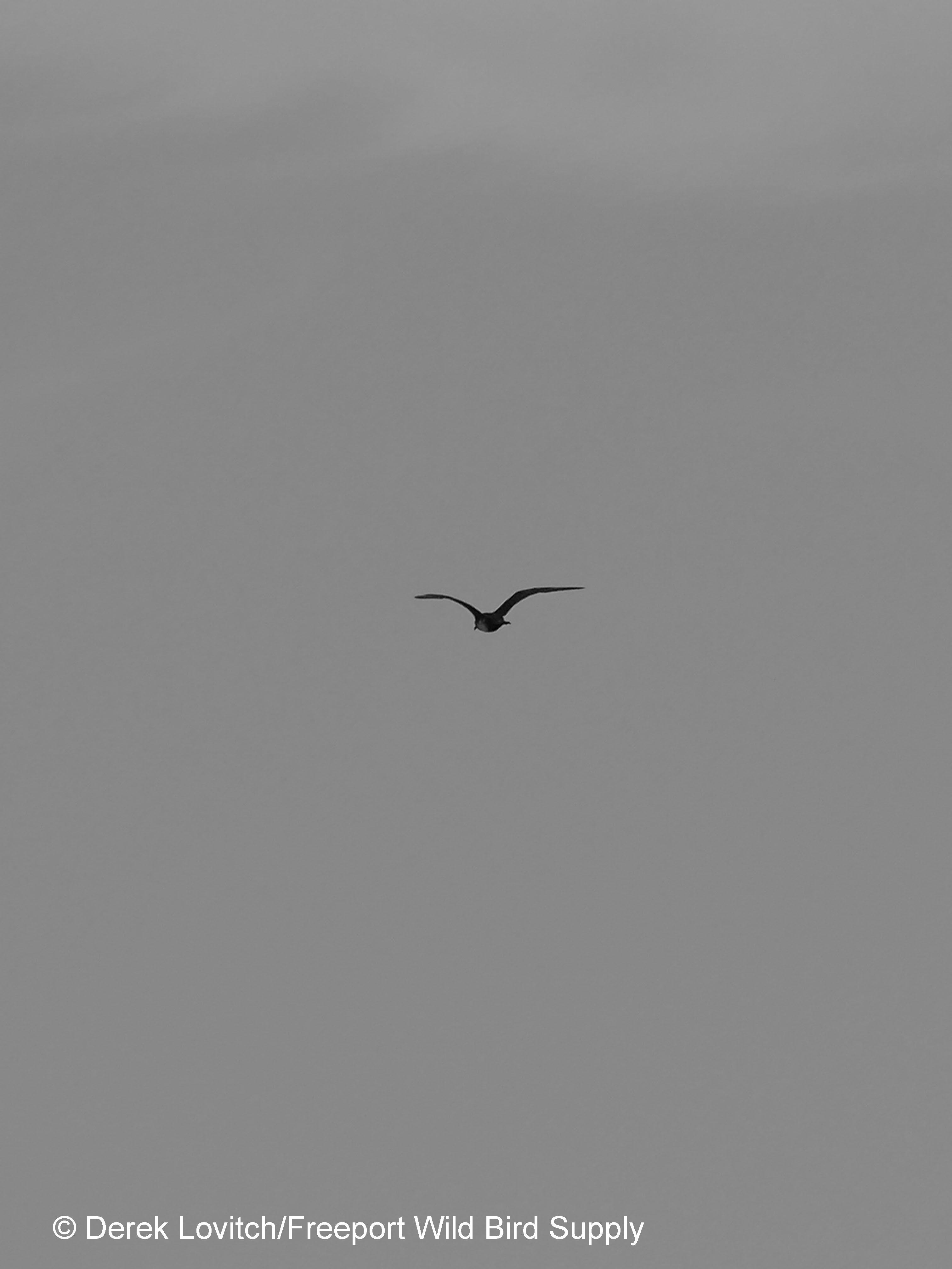 POJA,BoothbayWhaleWatch,9-10-17_edited-1