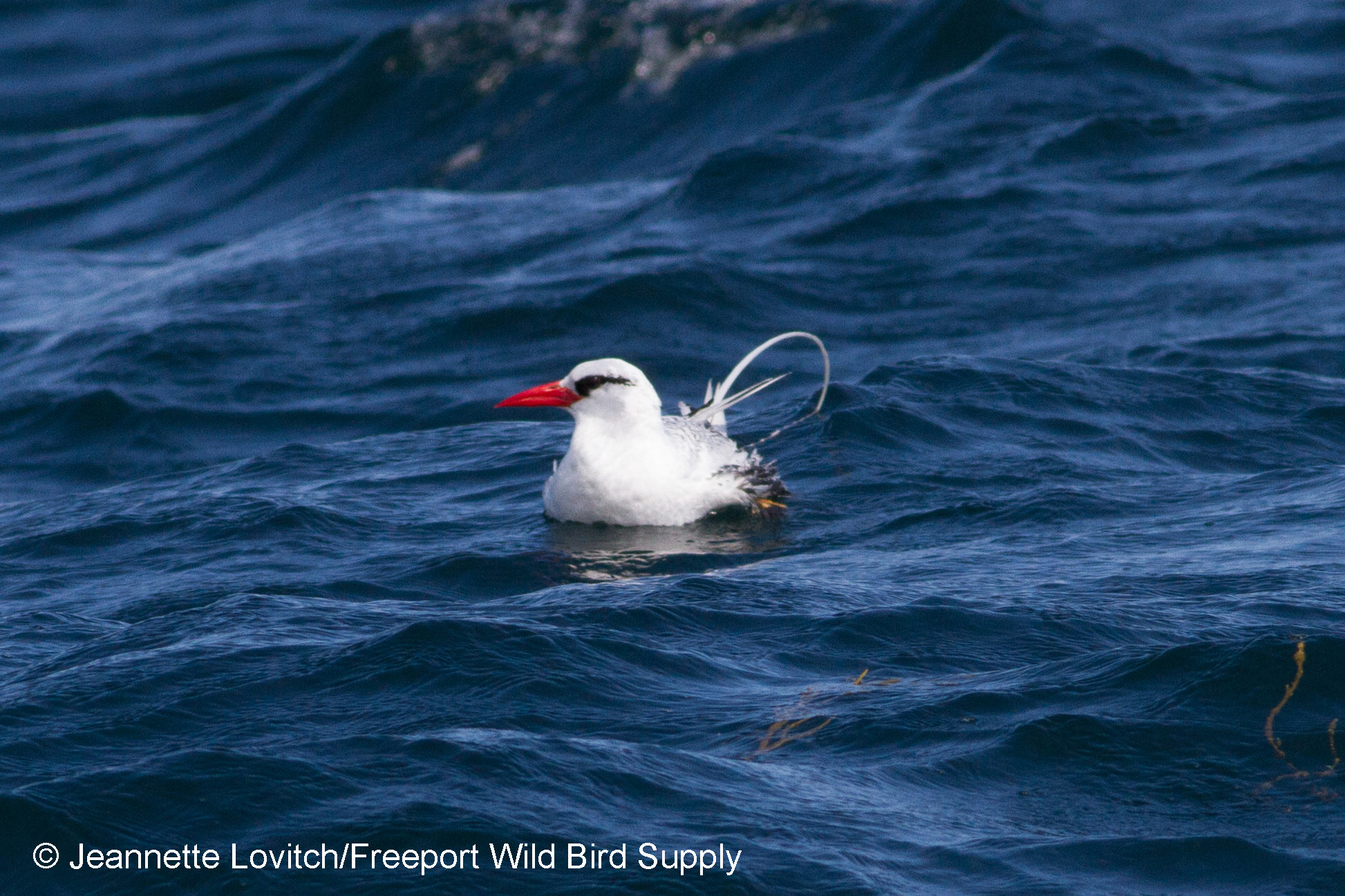 RBTR,SealIs,8-6-17_edited-1