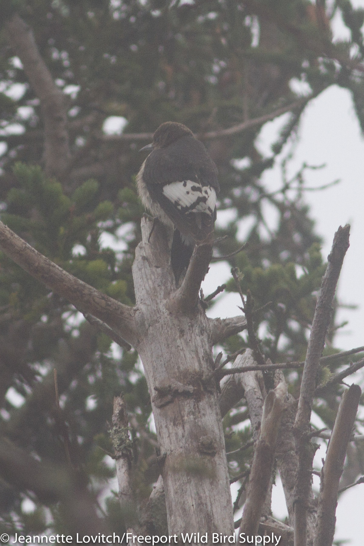 RHWO,Monhegan,9-18-17