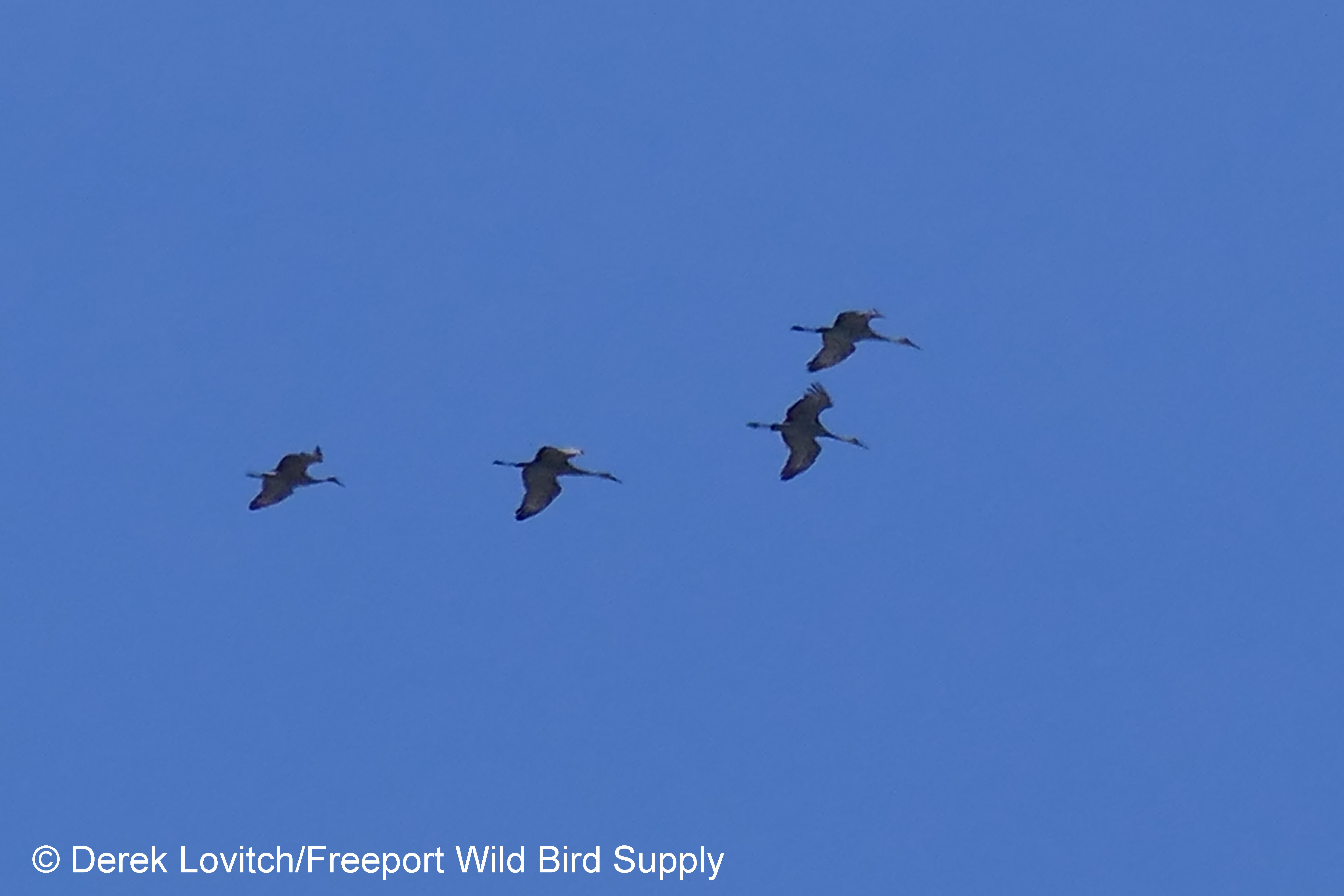 SACR1,TheBrad,4-3-17_edited-1