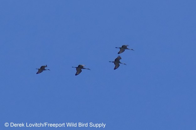 SACR1,TheBrad,4-3-17_edited-1