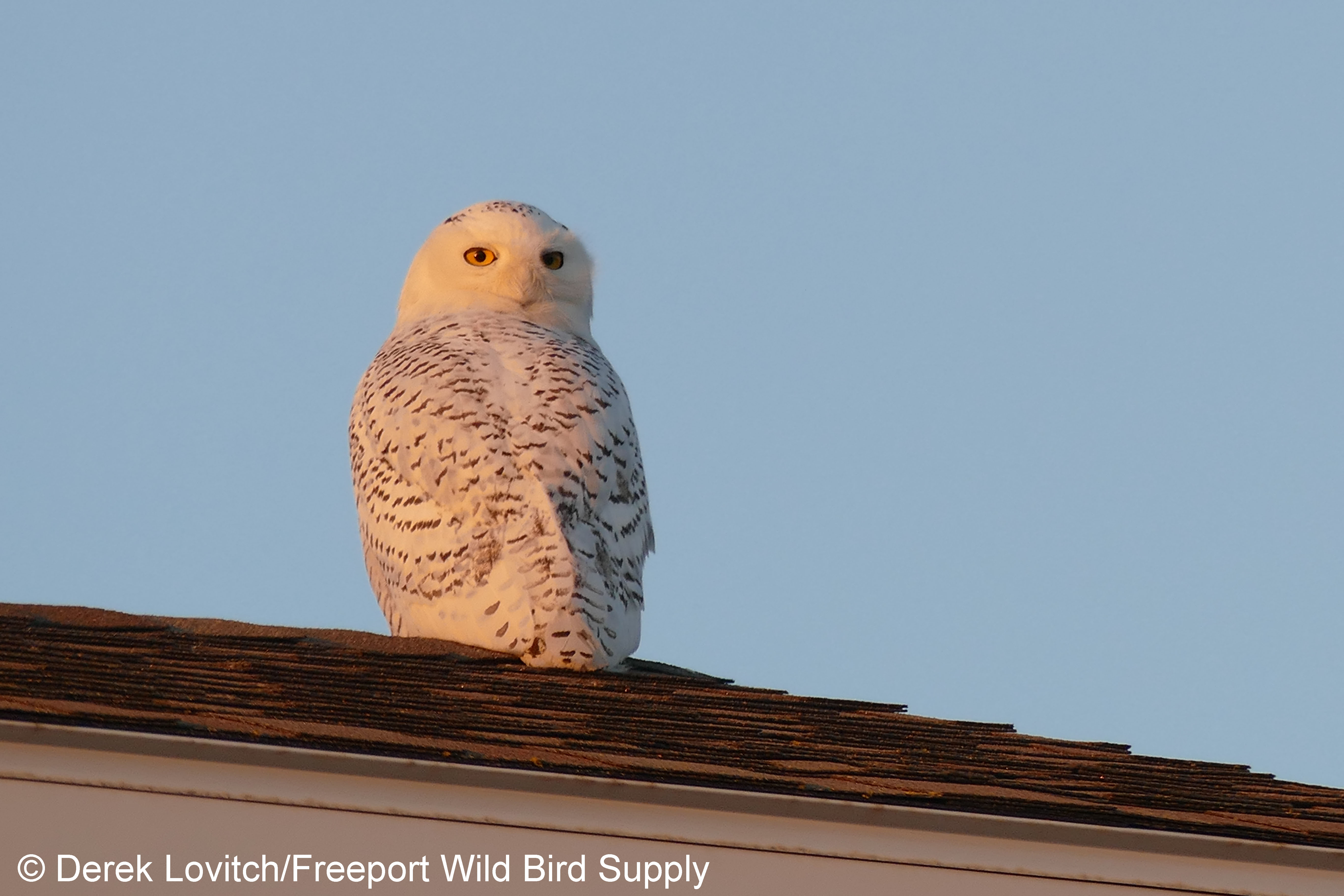 SNOW,BiddPool,12-18-17_edited-1