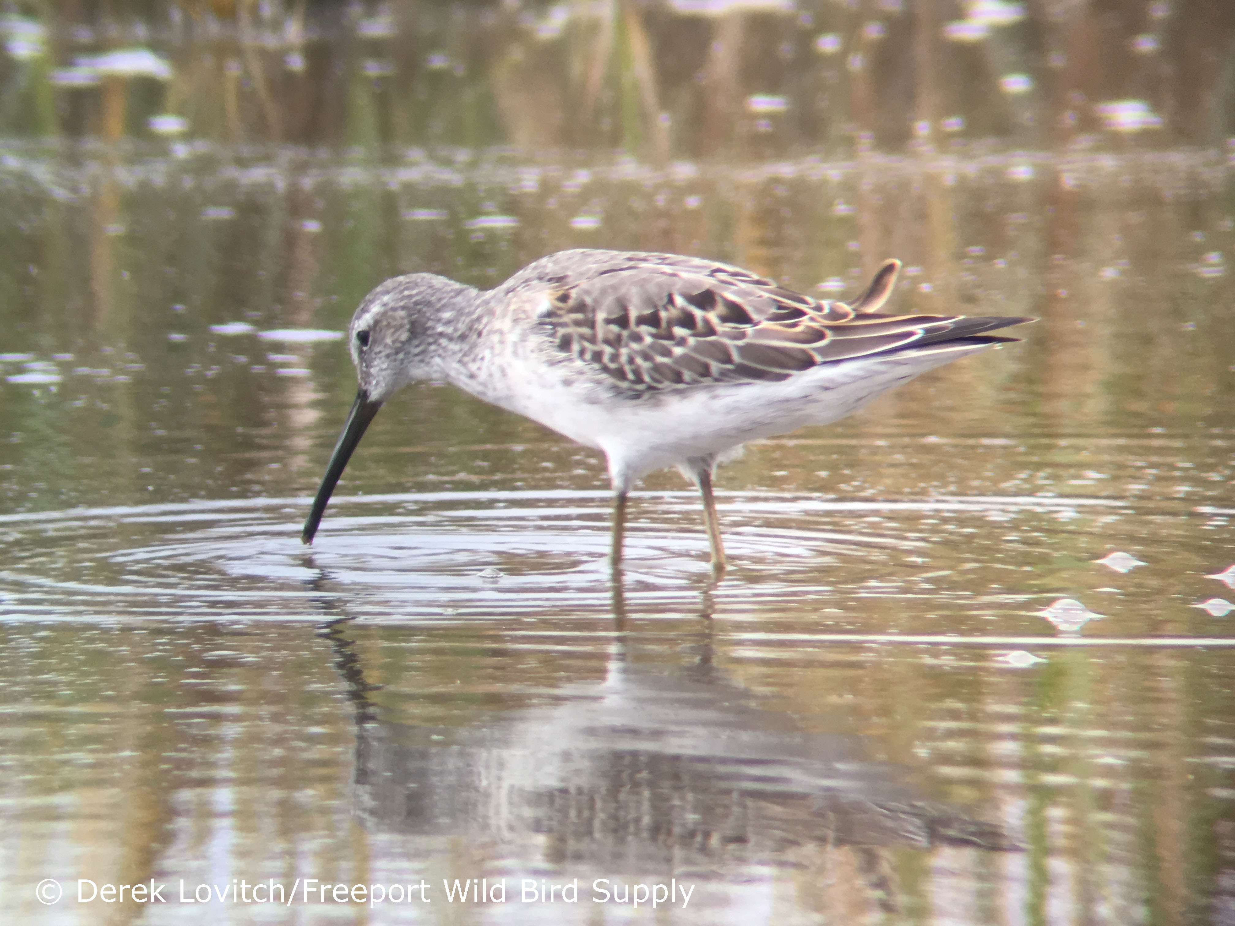 STSA1,moltingjuv,EasternRd,9-15-17_edited-1