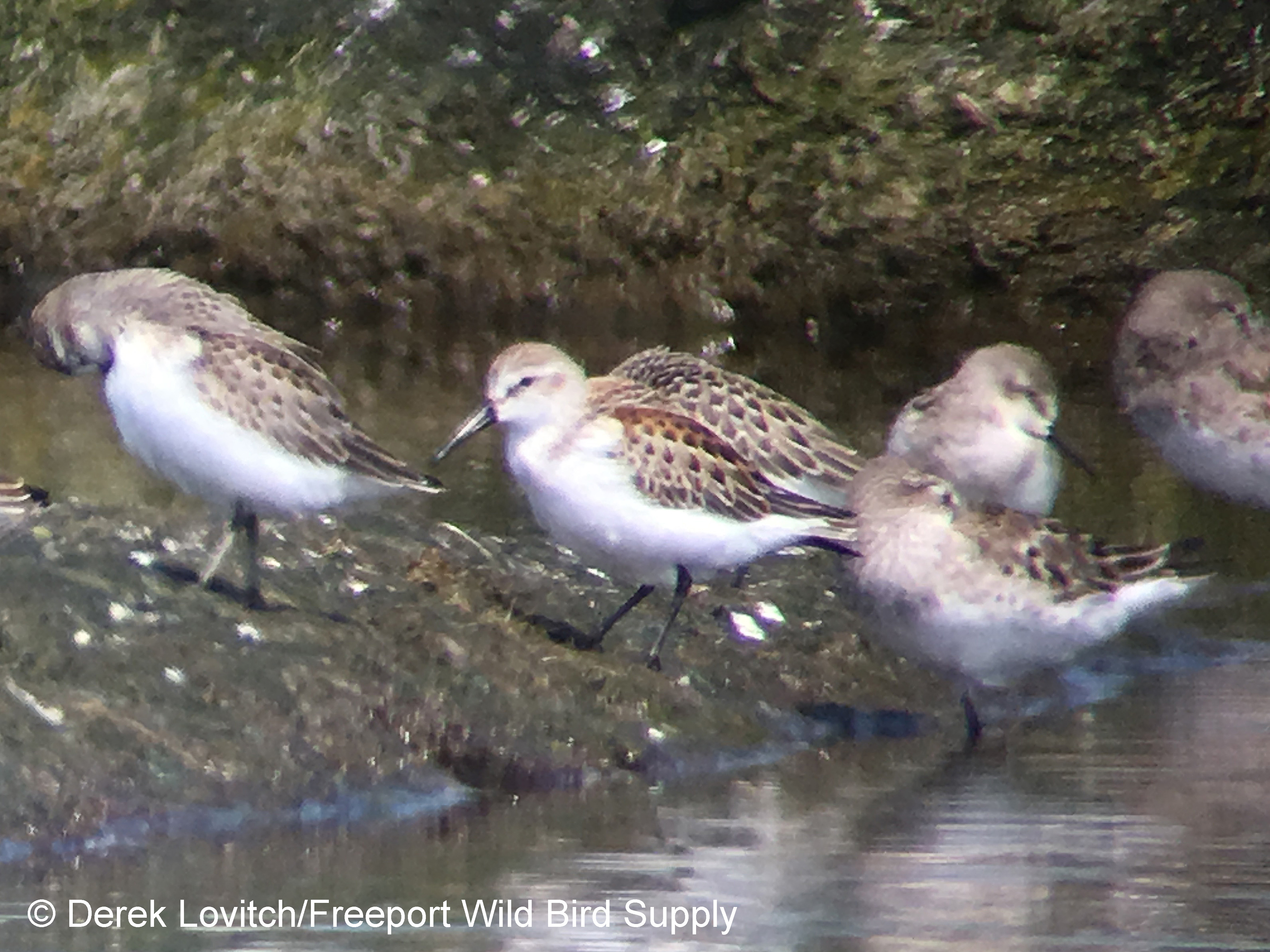 WESA,EasternRoad,8-21-17_edited-1