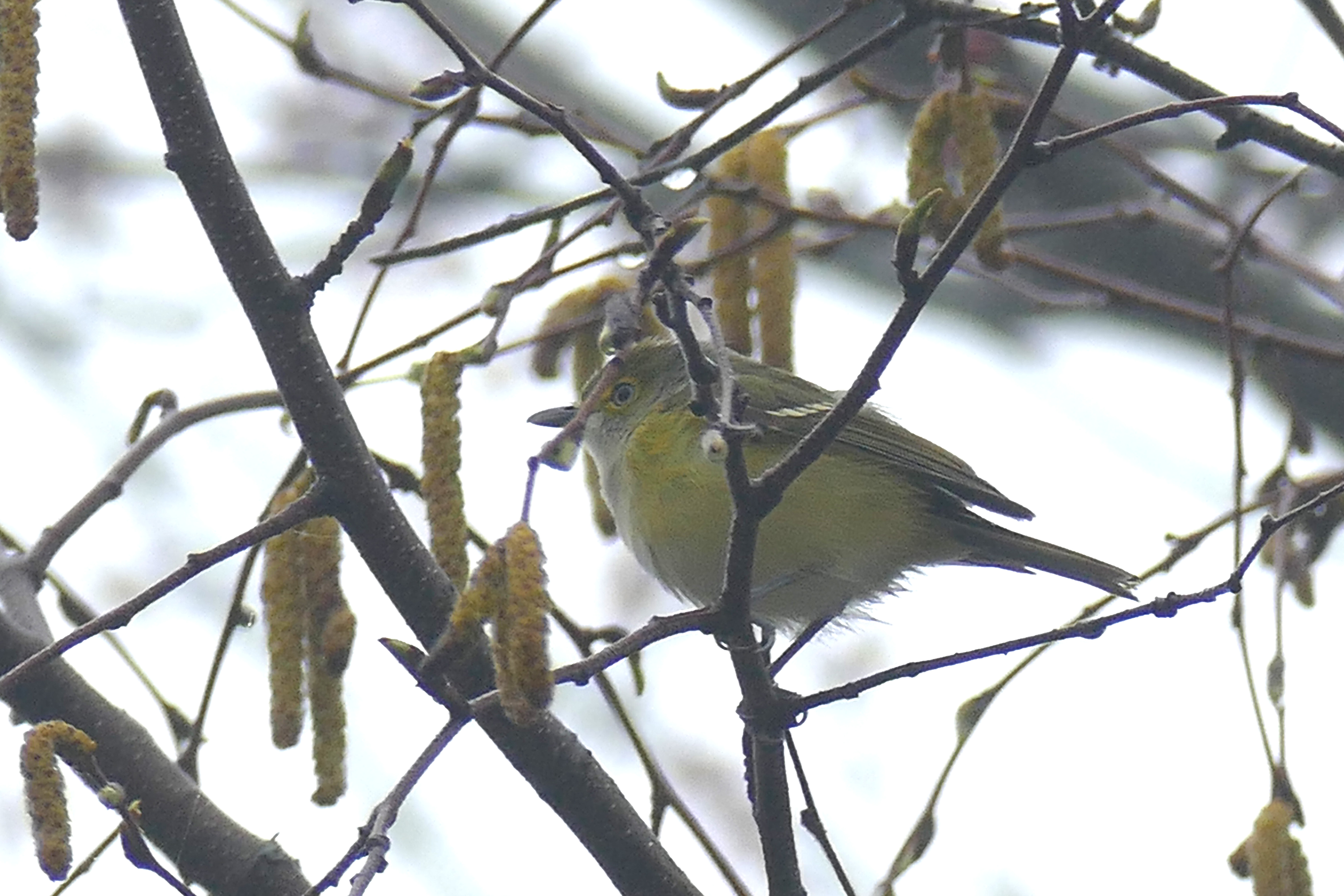 WEVI,BaileyIsland,4-28-17