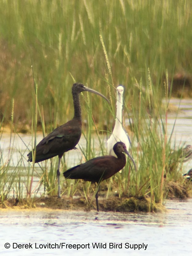 WFIB1,8-7-17_edited-1