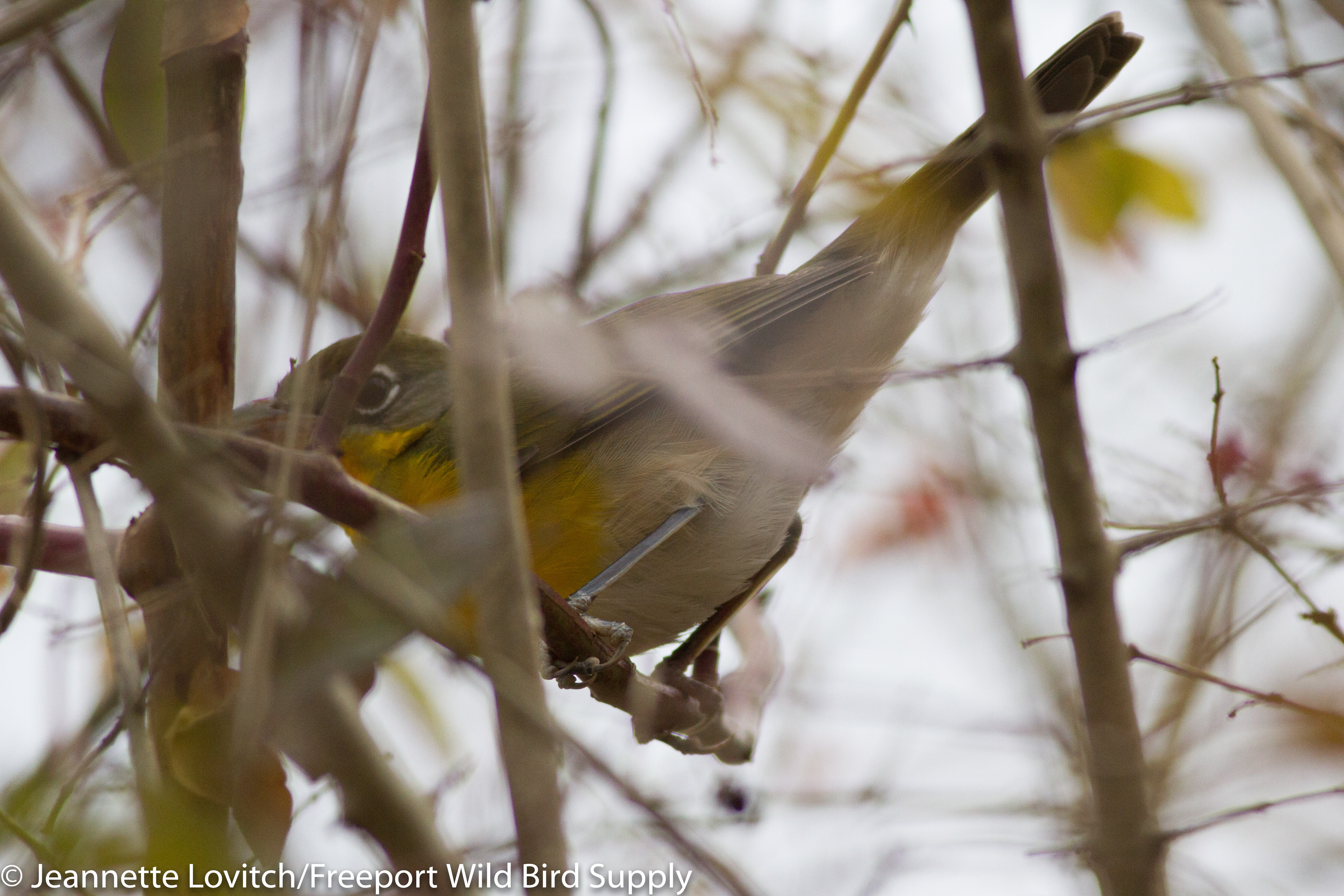 YBCH,BatterySteele,11-27-17