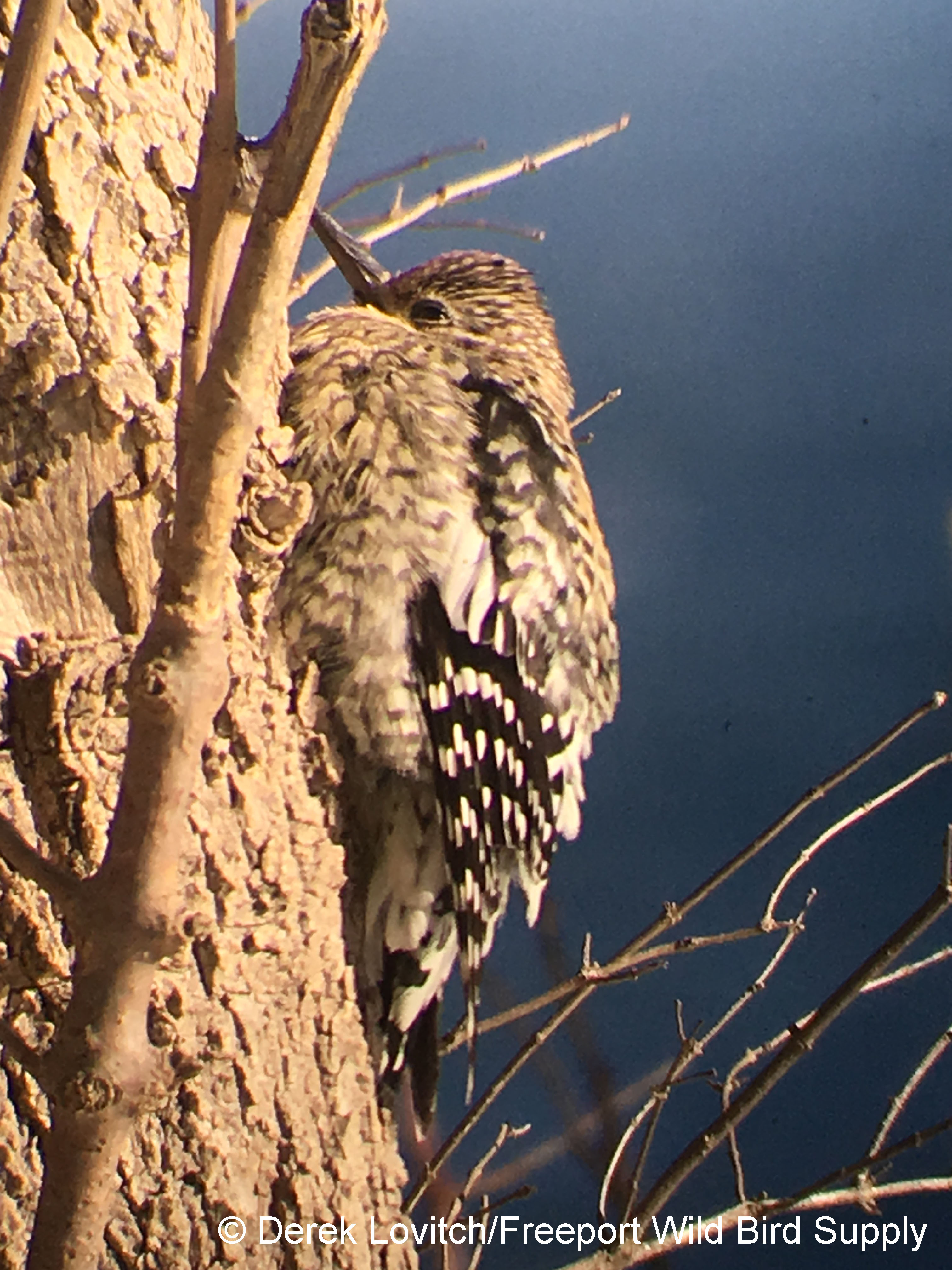 YBSA,MarginalWay,12-31-17_edited-1