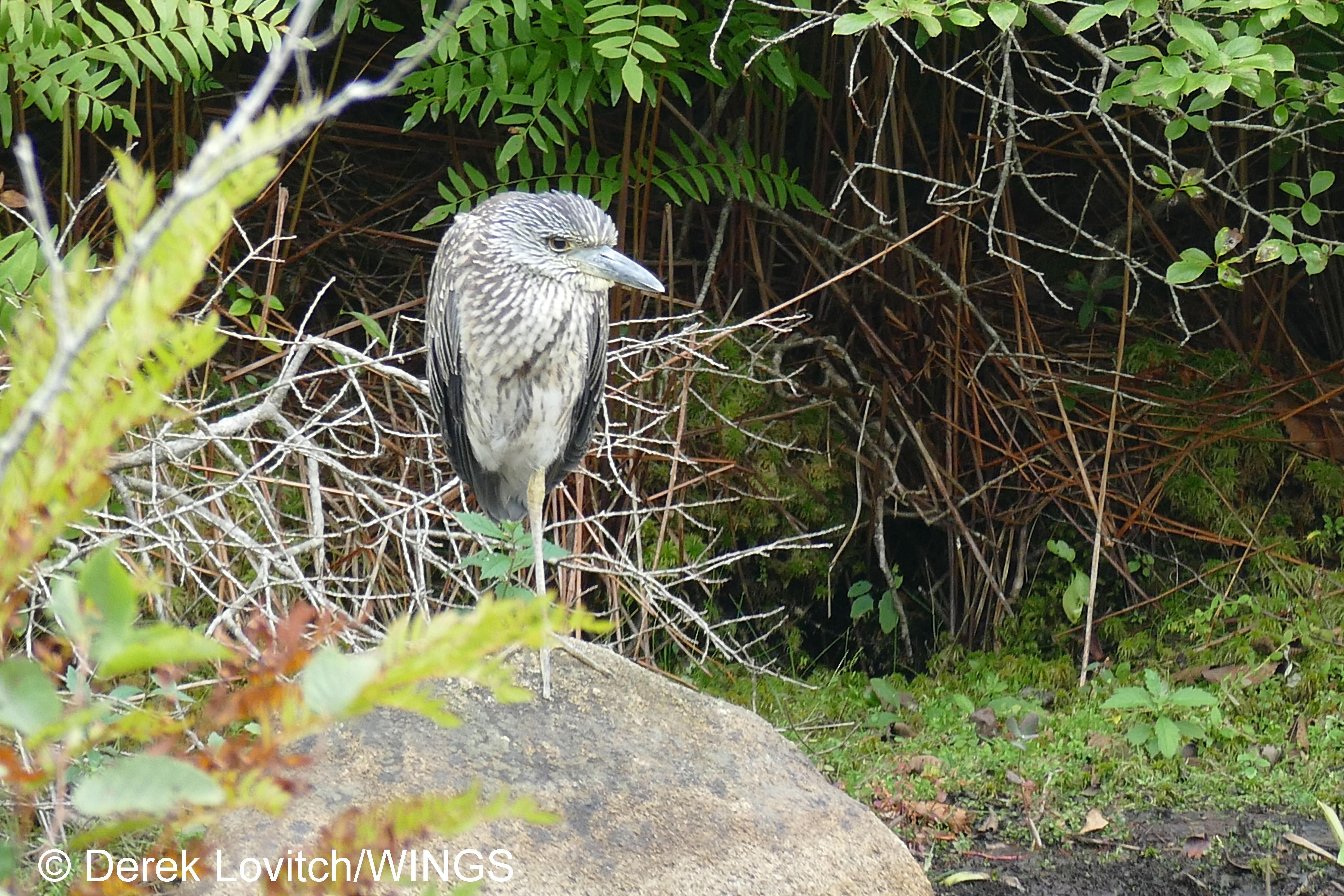 YCNH1,IcePond_edited-1