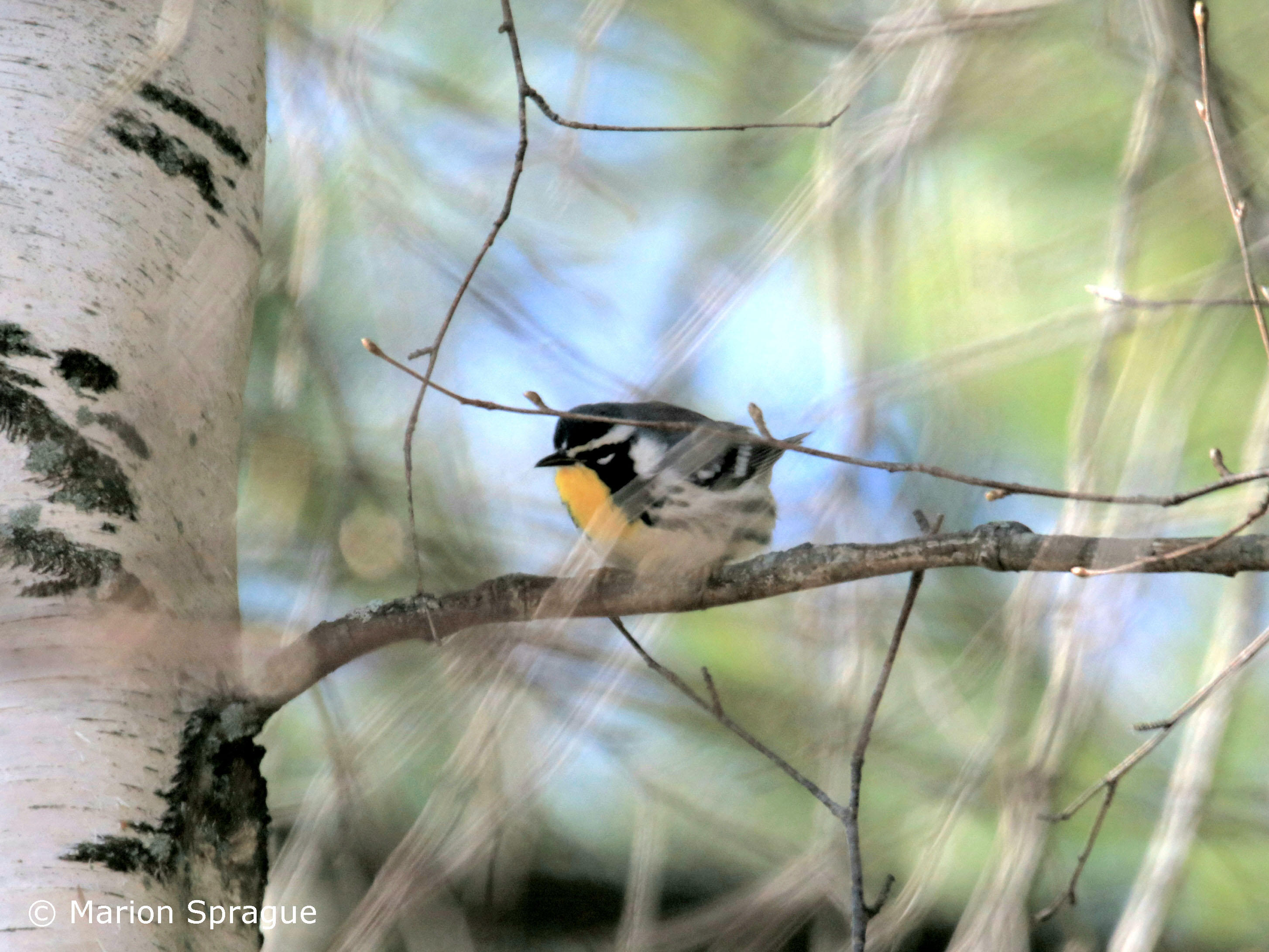 YTWA,SabattusPond,11-12