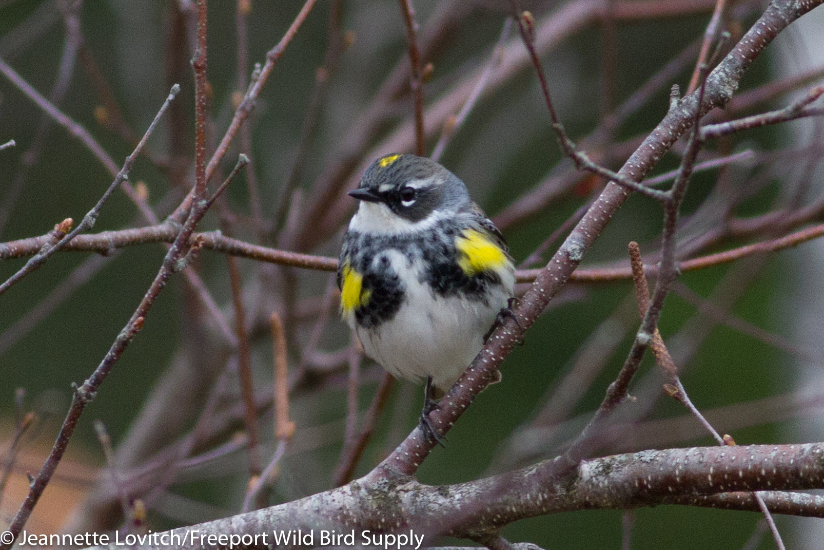 IMG_4067-edited-edited