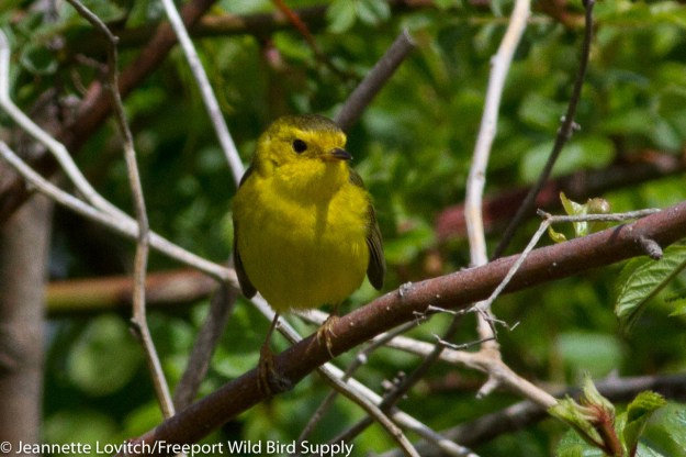 IMG_4421-edited-edited