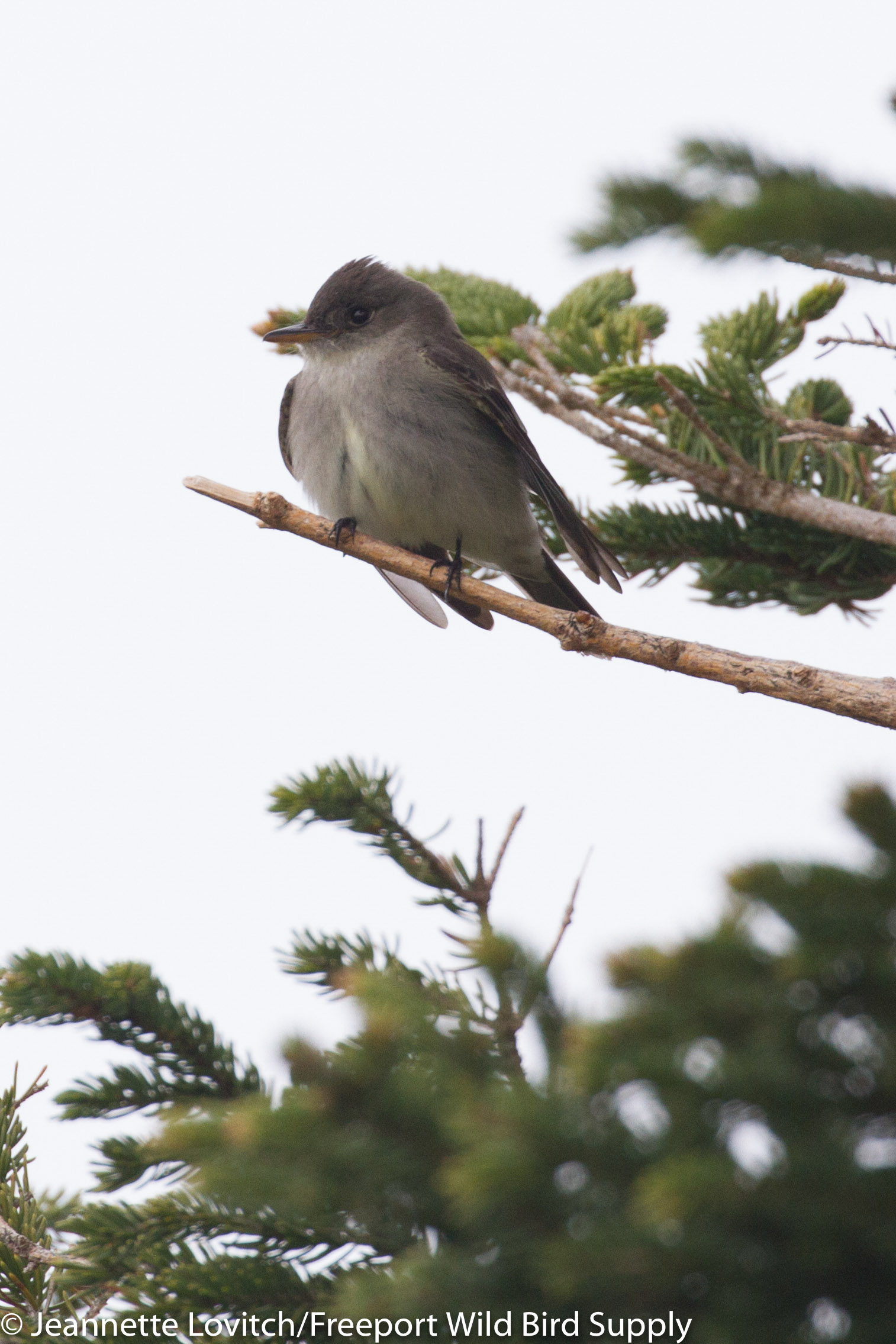 IMG_9593-edited-edited