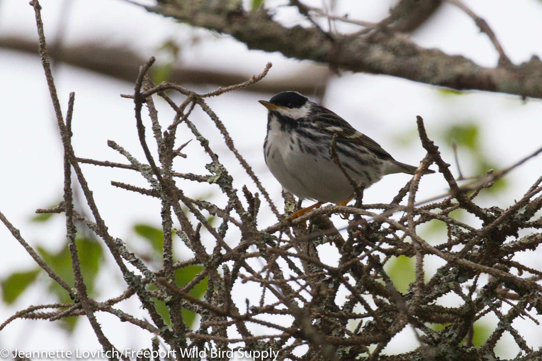 IMG_9641-edited-edited