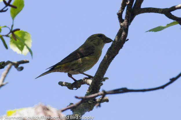 IMG_9717-edited-edited