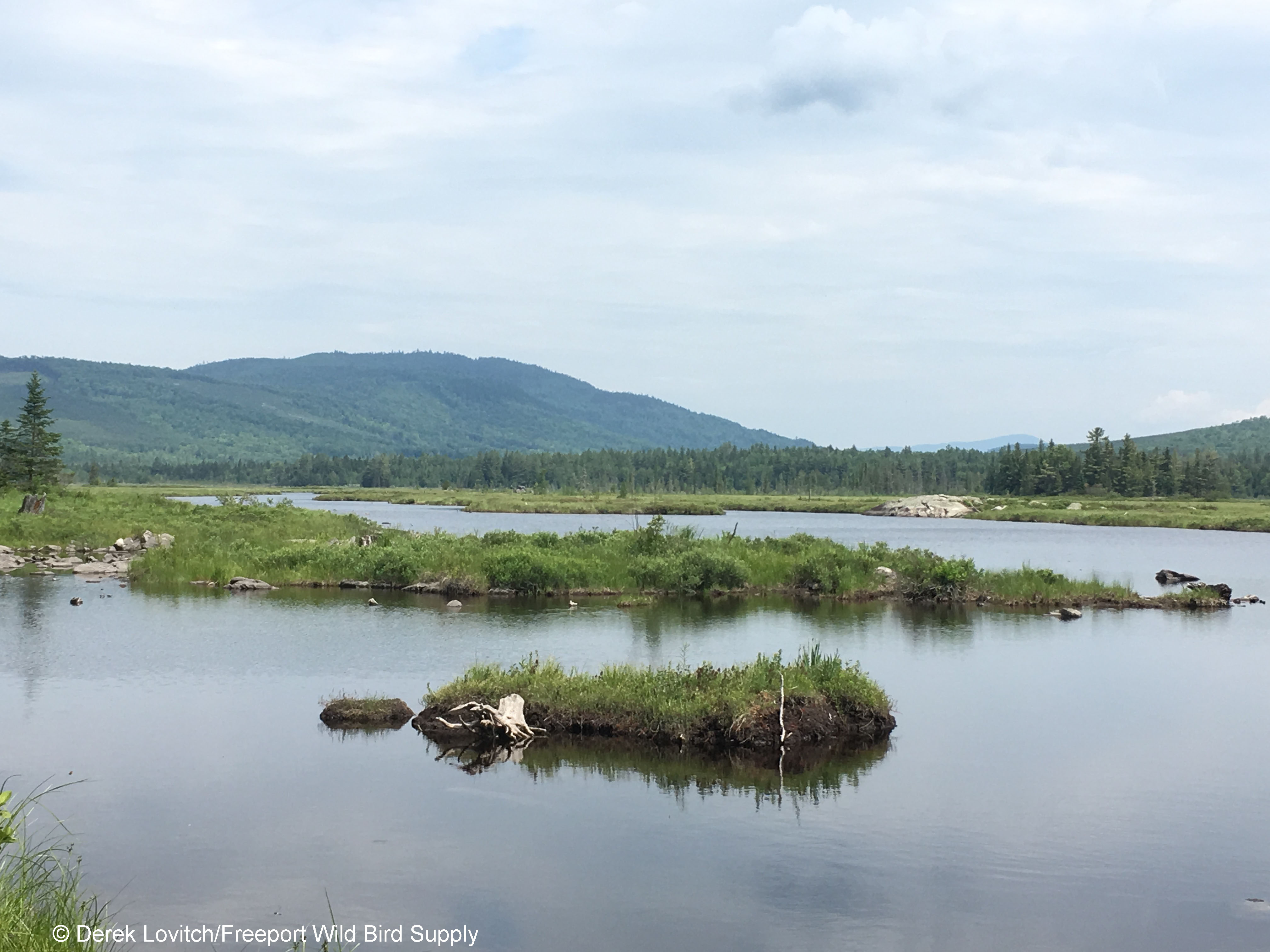 14. Black_brook_bog