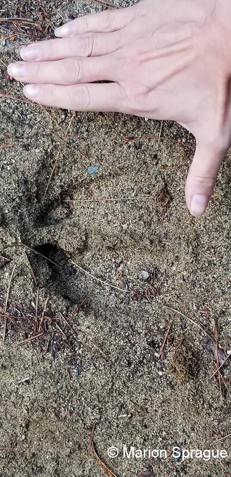 16. Moose_track,LFDRoad