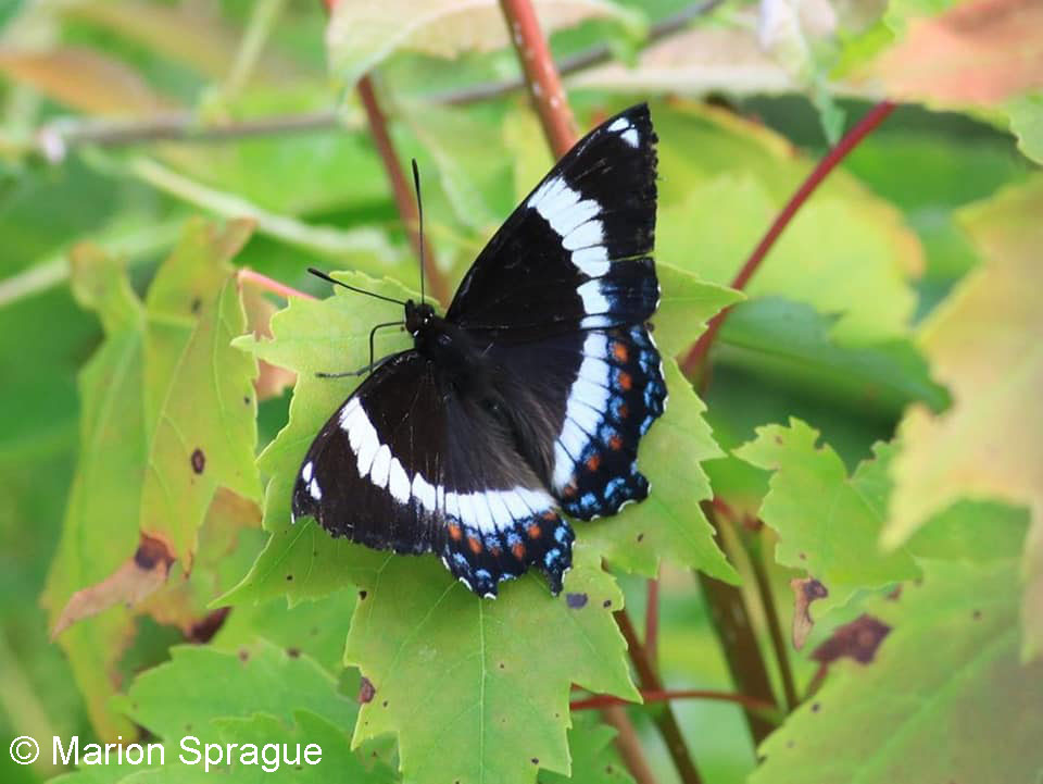 17. White_Admiral,LFDRoad
