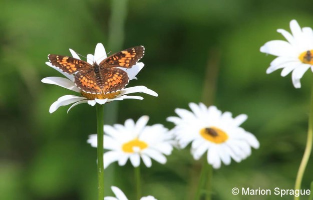 18. Northern_Crescent,LFDRoad