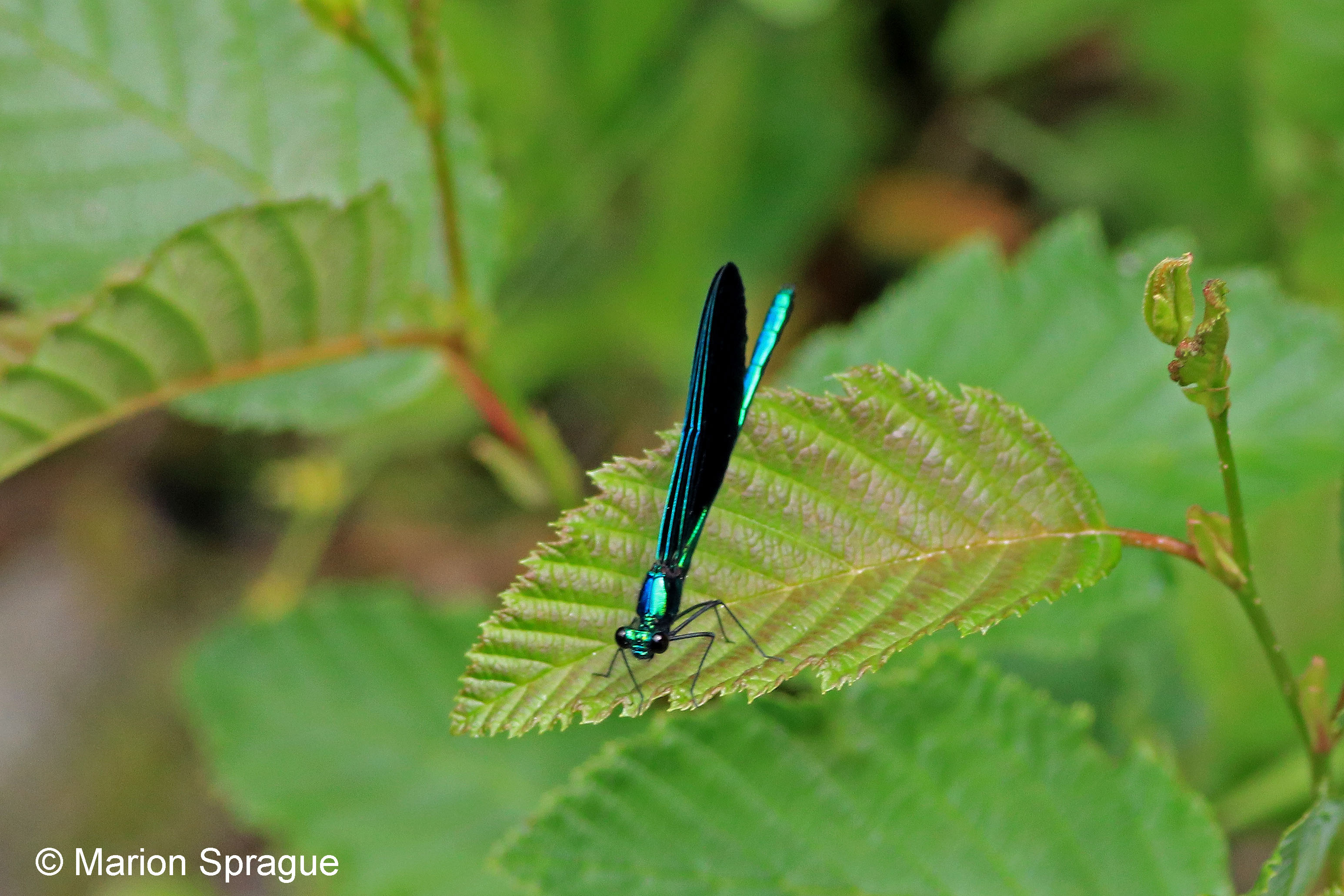 18a. ebony_jewelwing