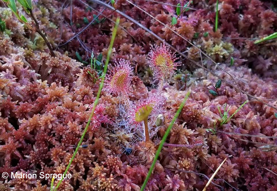 19. Sundew,LFDRoad