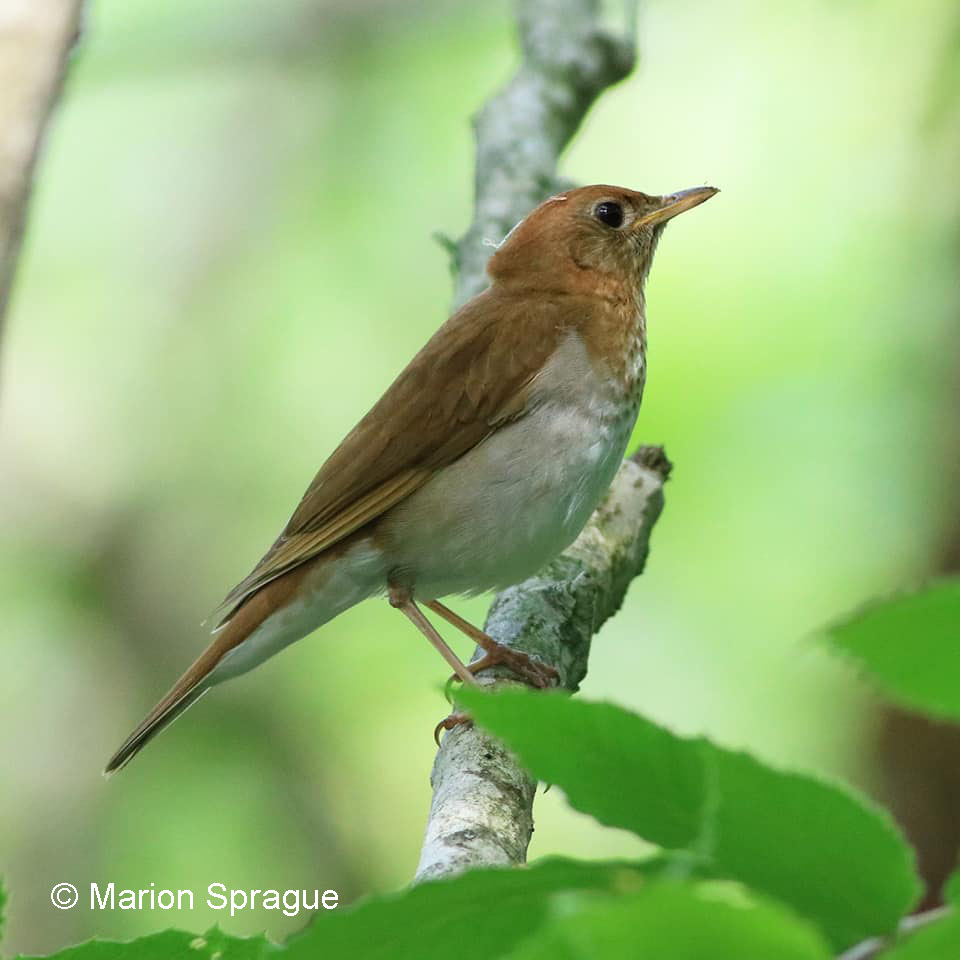 2. Veery,TheHog