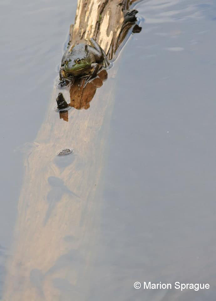 20. Bullfrog_and_tadpoles,LFDRoad