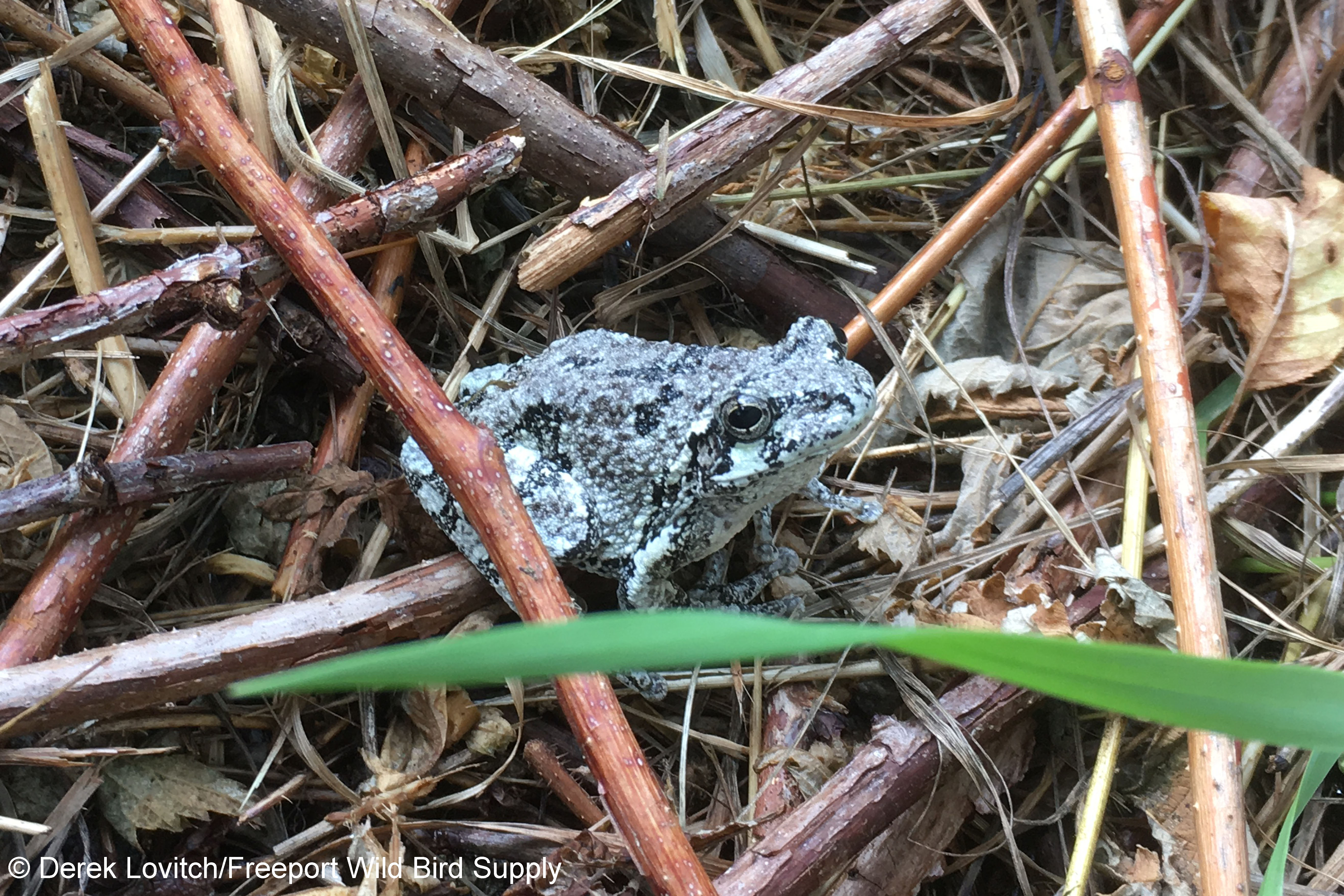 23. Gray_Tree_Frog