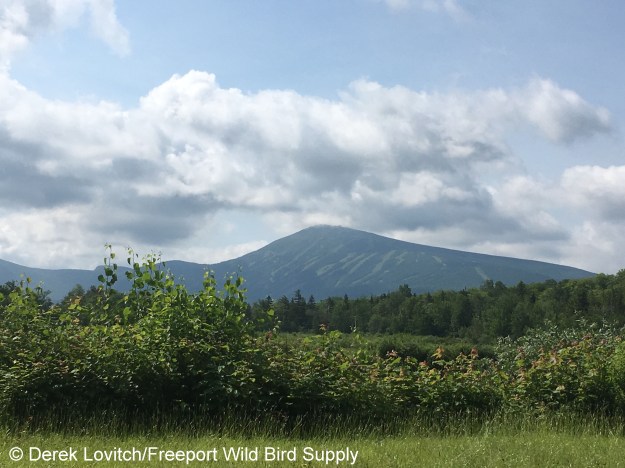 24. Snowfluent_ponds1