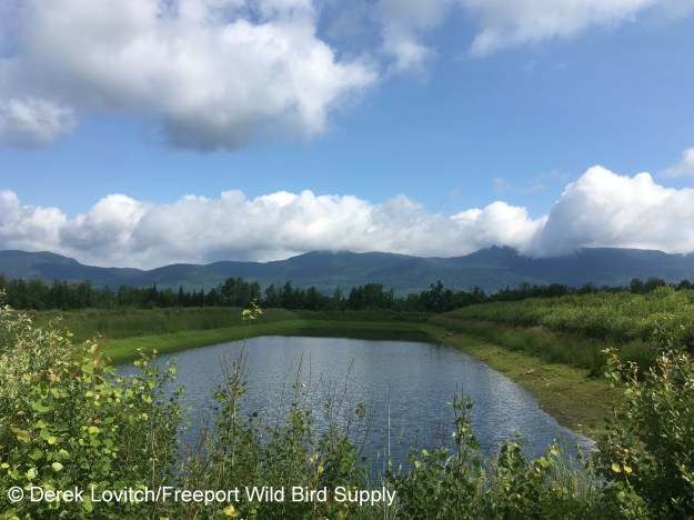 25. Snowfluent_ponds2