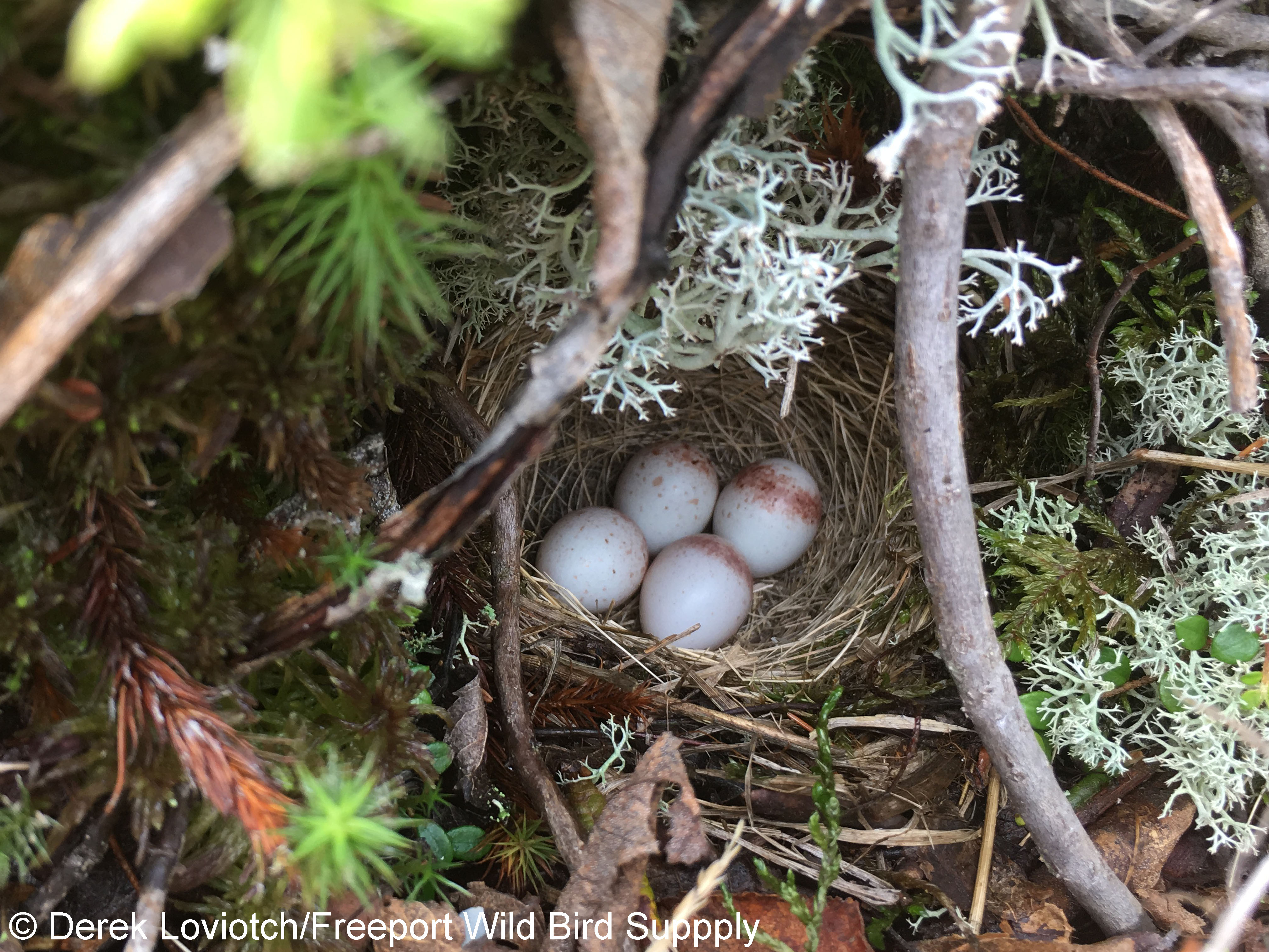 34. junco_eggs