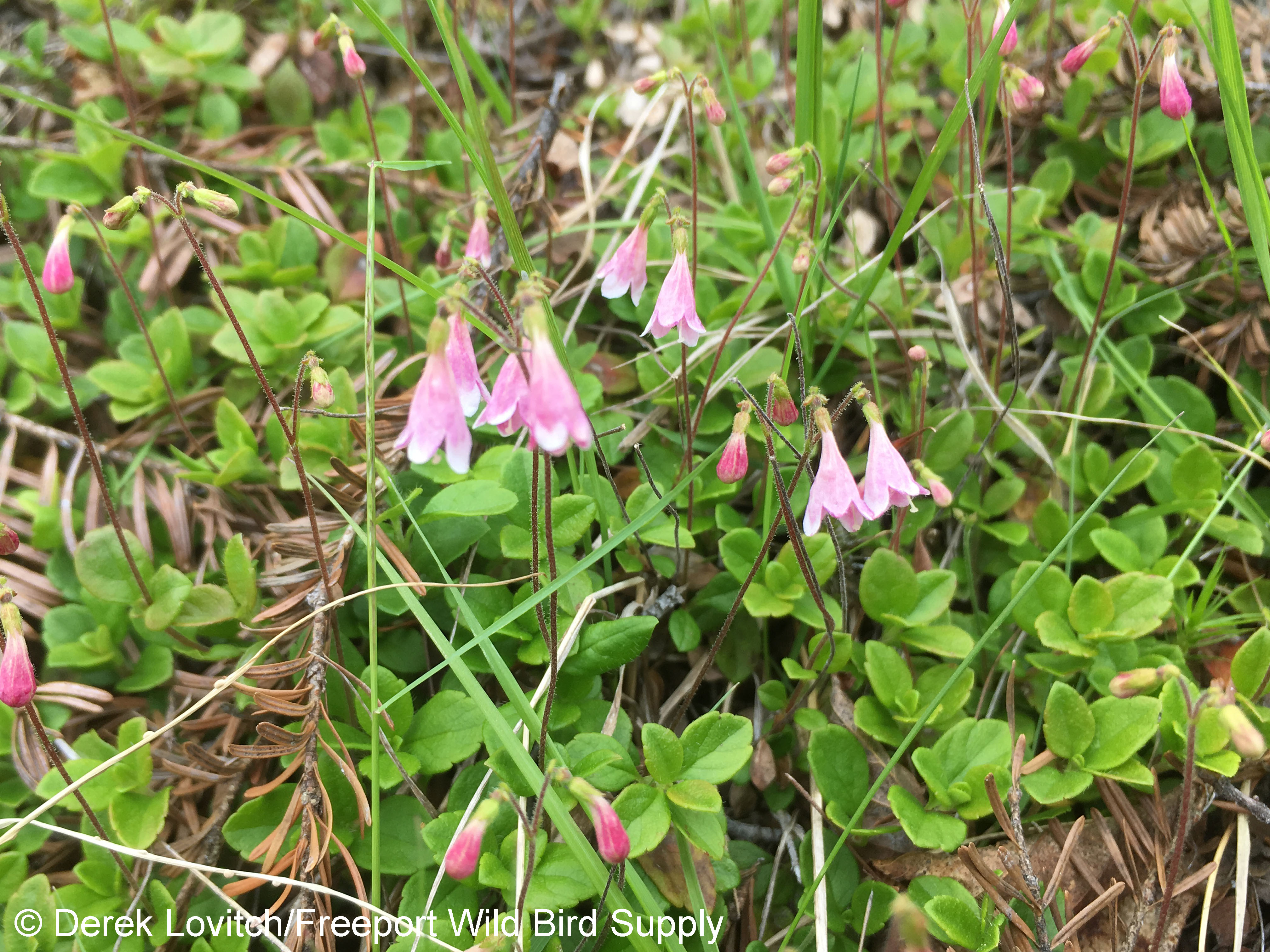 35. Twinflower