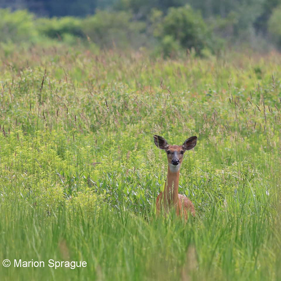 9. Doe,Claybrook