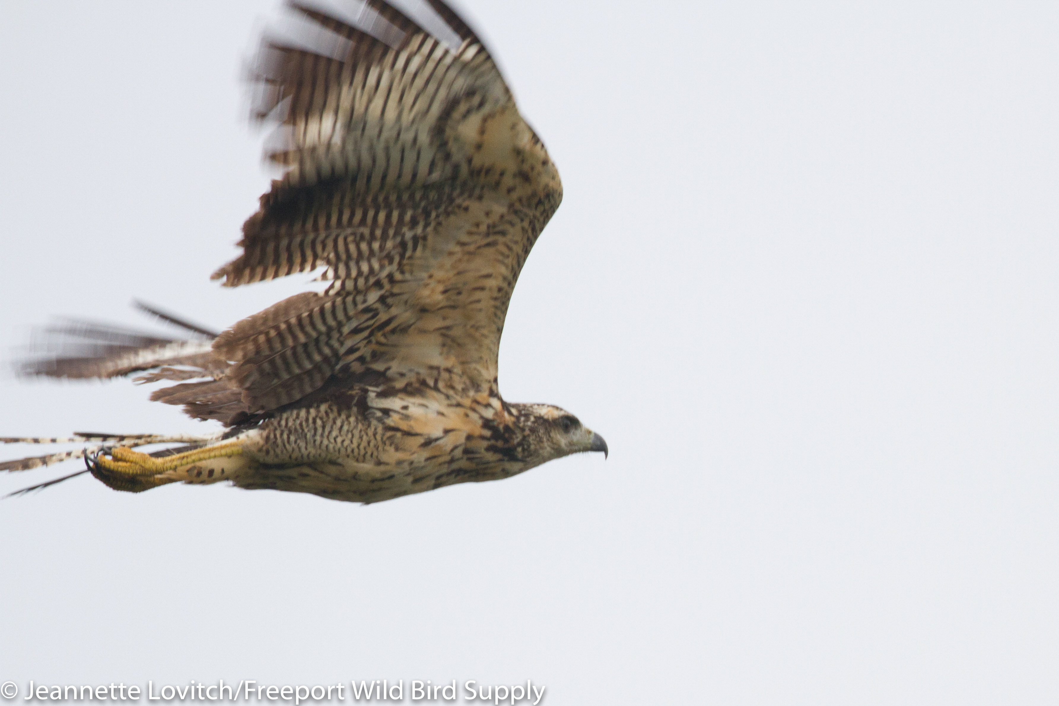 IMG_1461-edited-edited