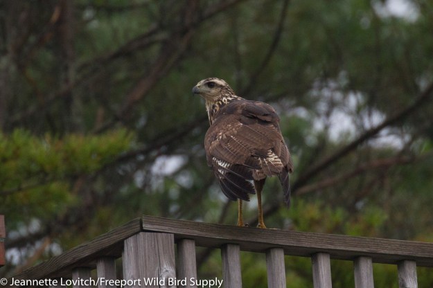 IMG_1498-edited-edited