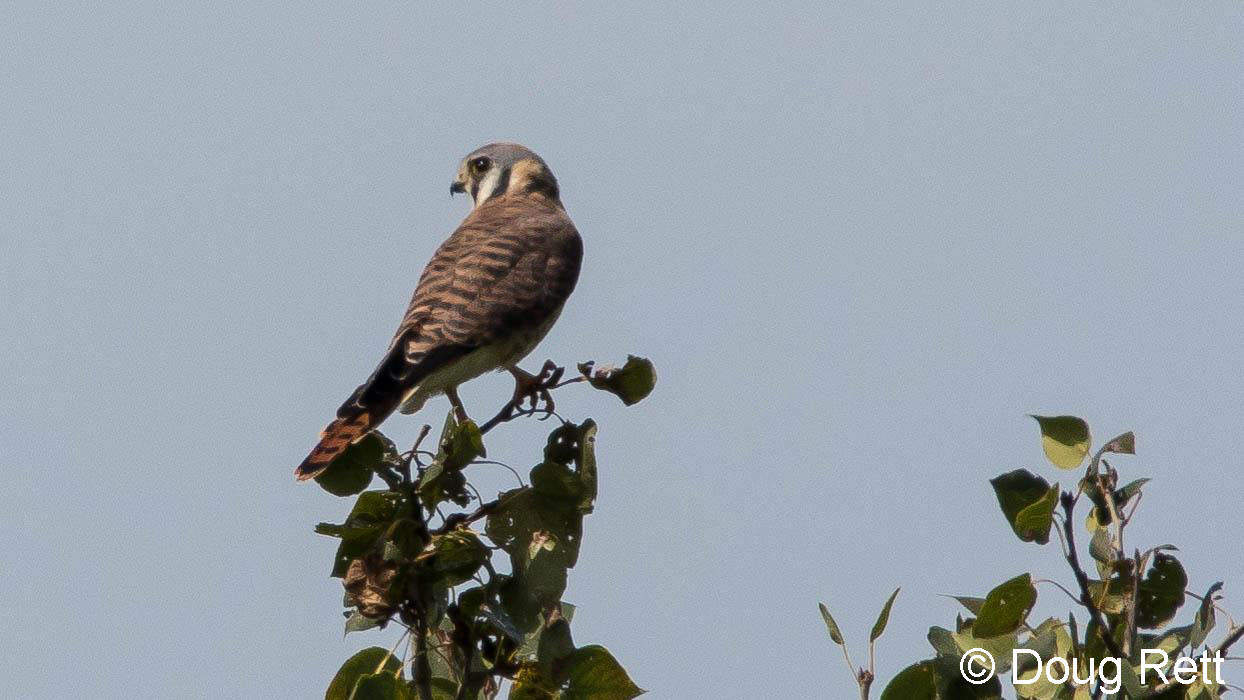 AMKE,Doug_Rett_edited-1