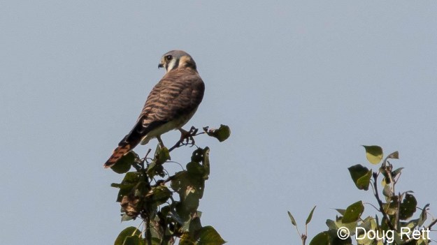 AMKE,Doug_Rett_edited-1