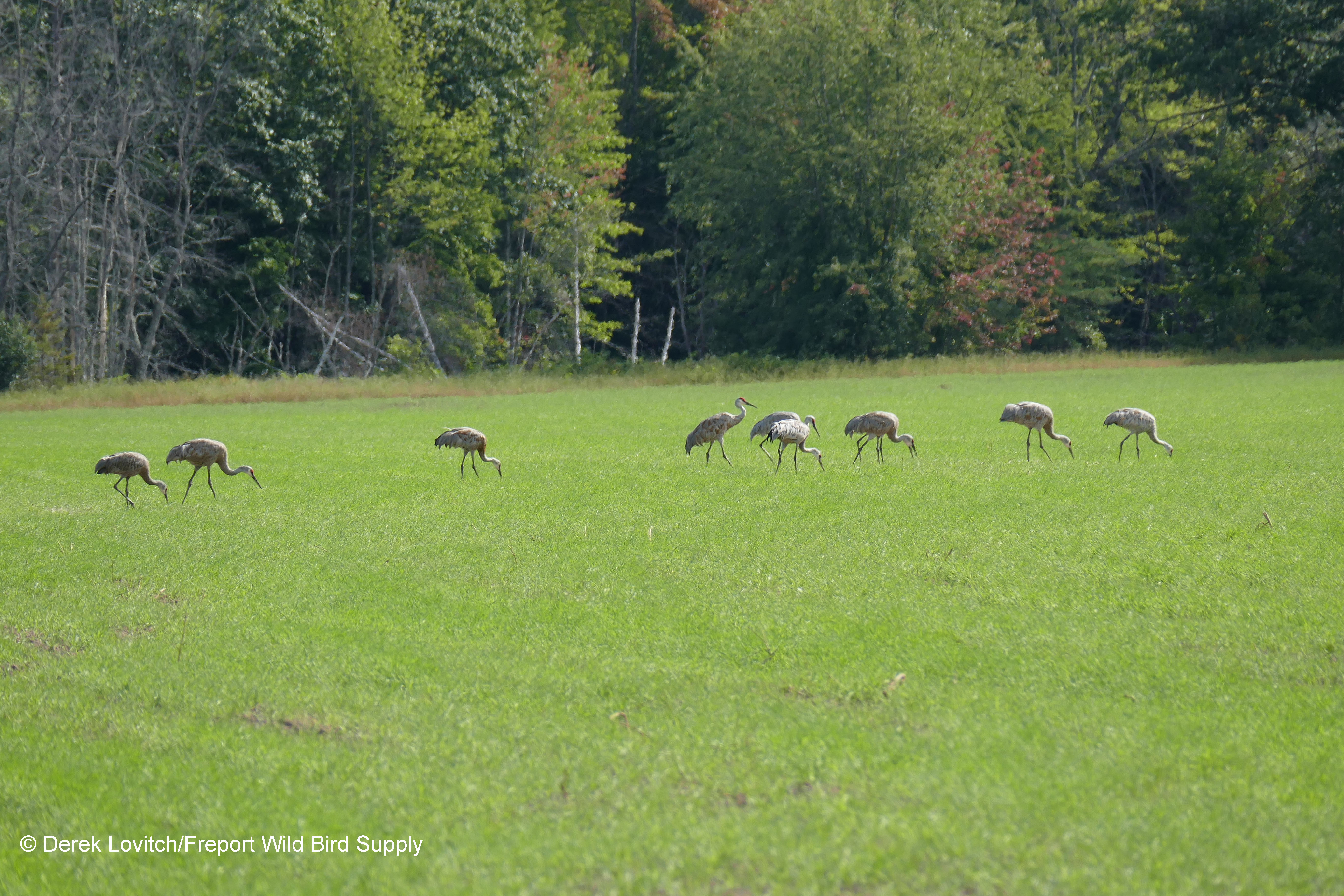 L1120185_SACR1,Fryeburg_Harbor, 9-9-18_edited-1