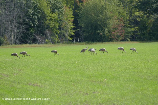 L1120185_SACR1,Fryeburg_Harbor, 9-9-18_edited-1