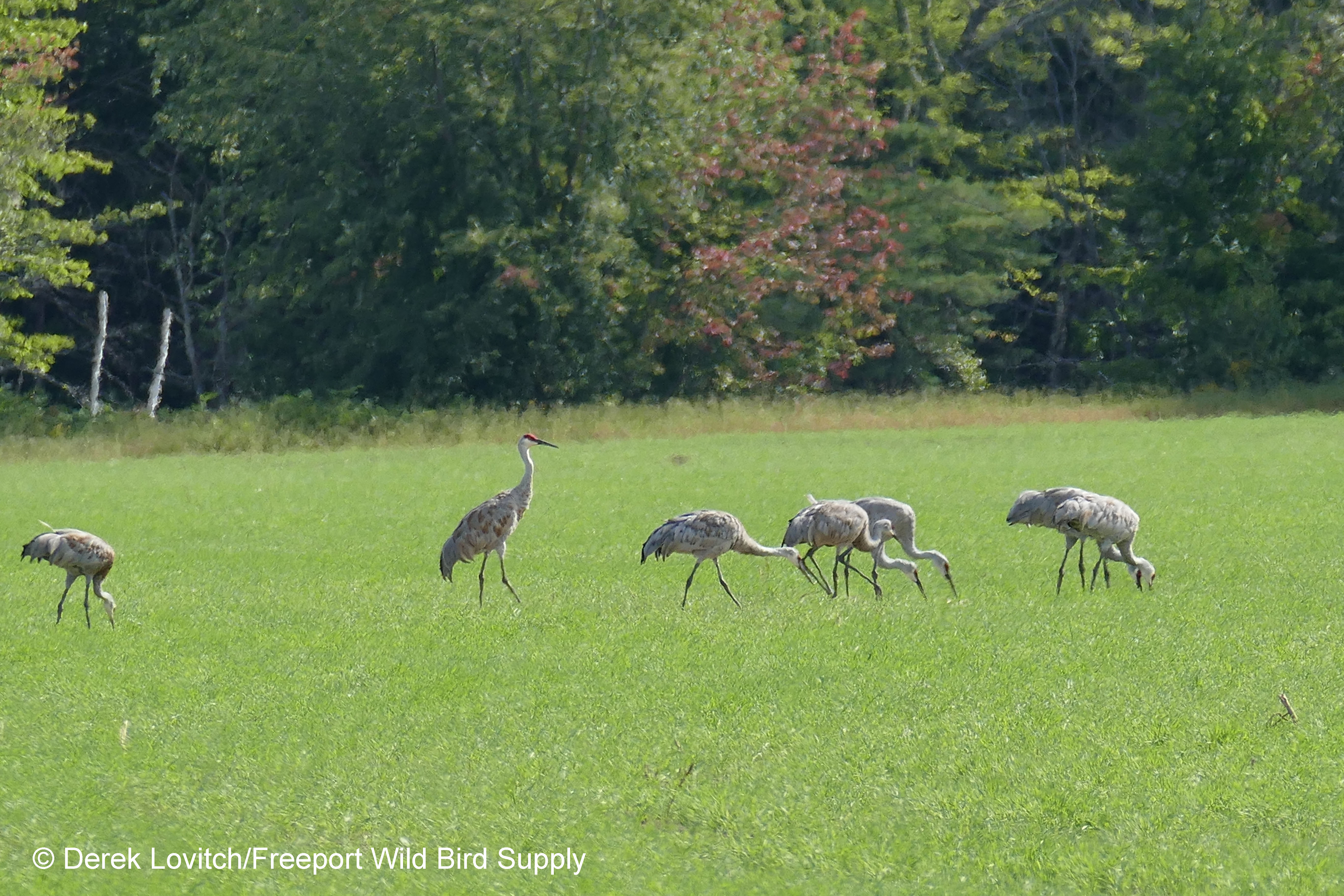 L1120194_SACR2,Fryeburg_Harbor,9-9-18_edited-1