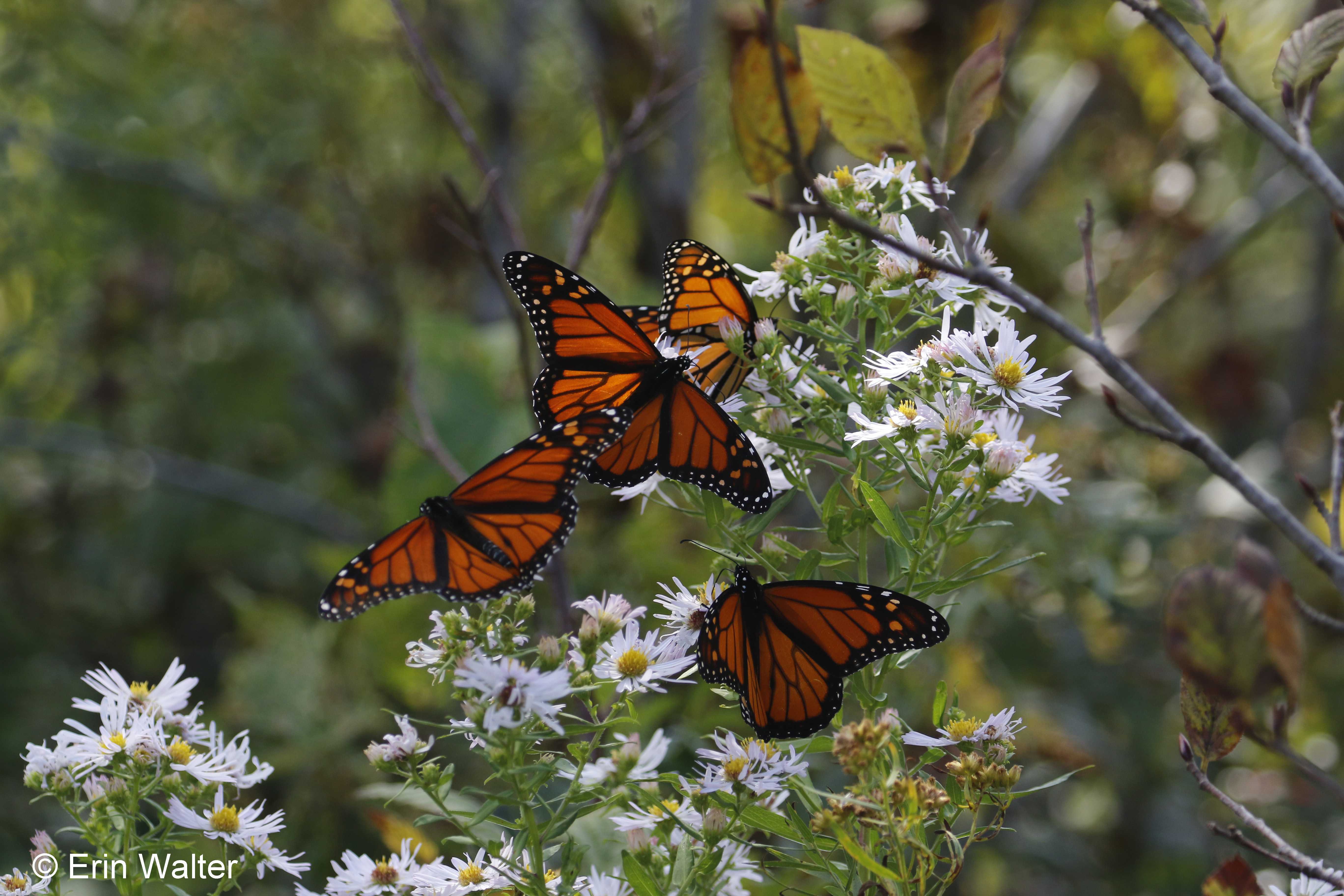 Monarchs_feeding_edited-1