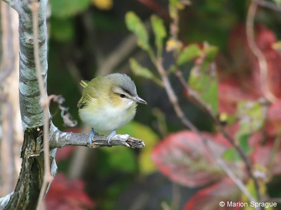 REVI,M.Sprague-Edited