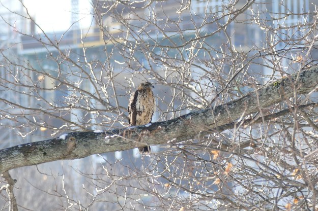 L1130103_GBLH_MaineMed