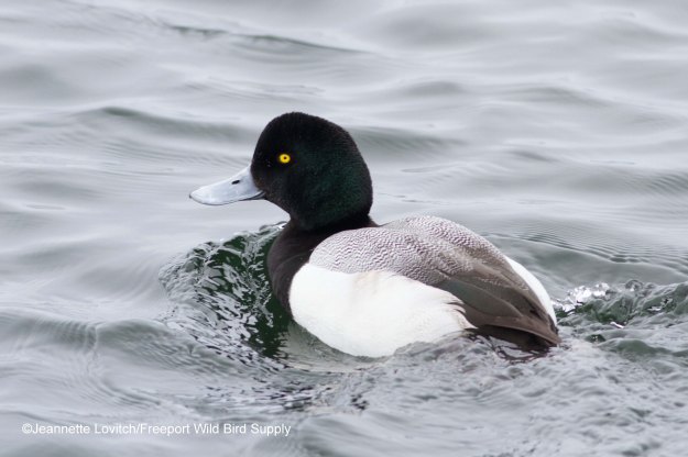 fall ducks &amp; drafts_edited-2