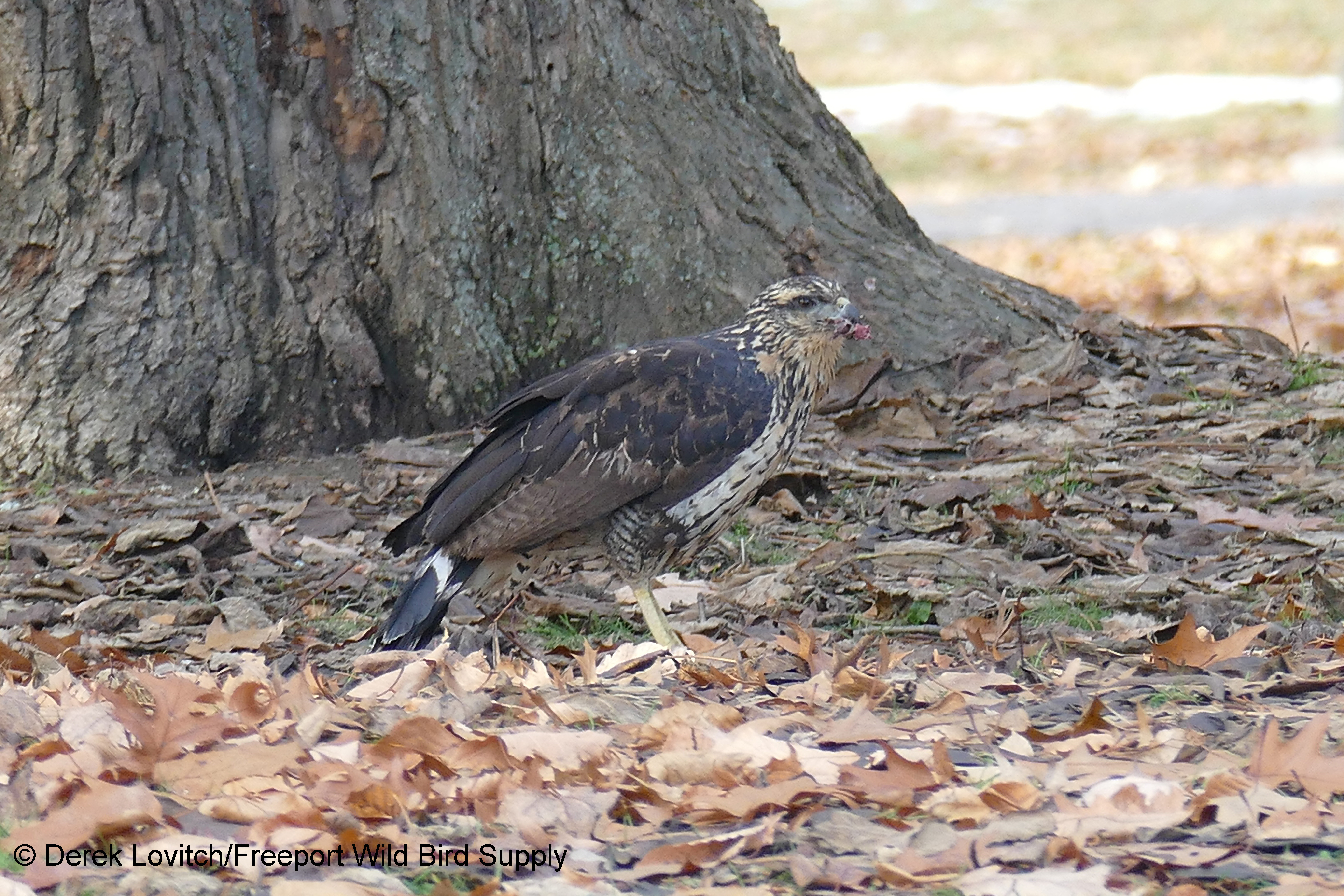 l1120975_gbha_withbirdwalk1