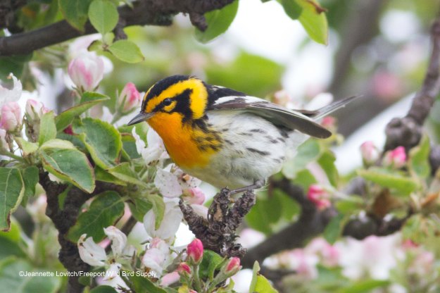 warblers &amp; wort-edited-2