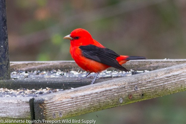 IMG_4116-edited-edited