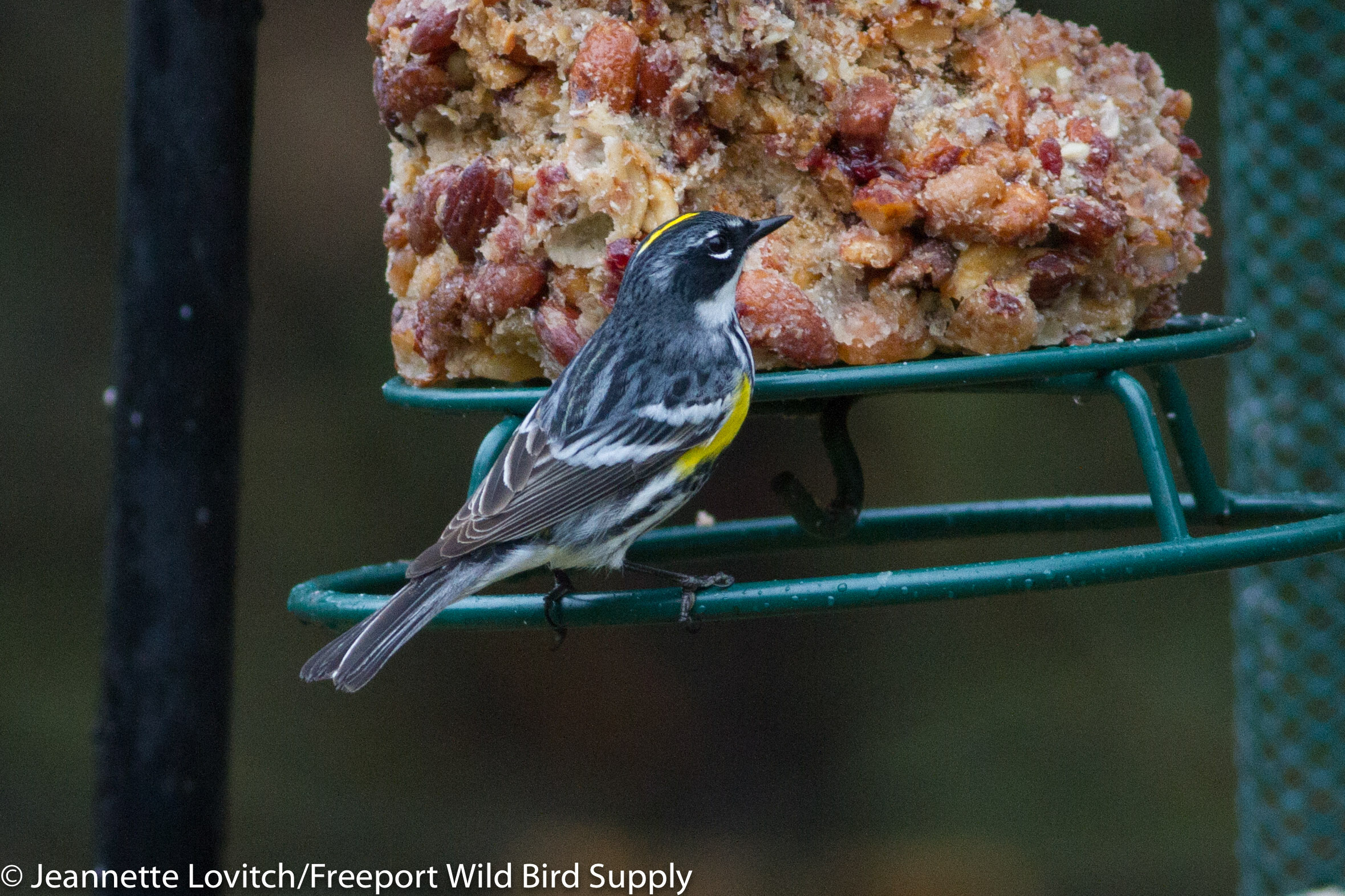 IMG_4182-edited-edited